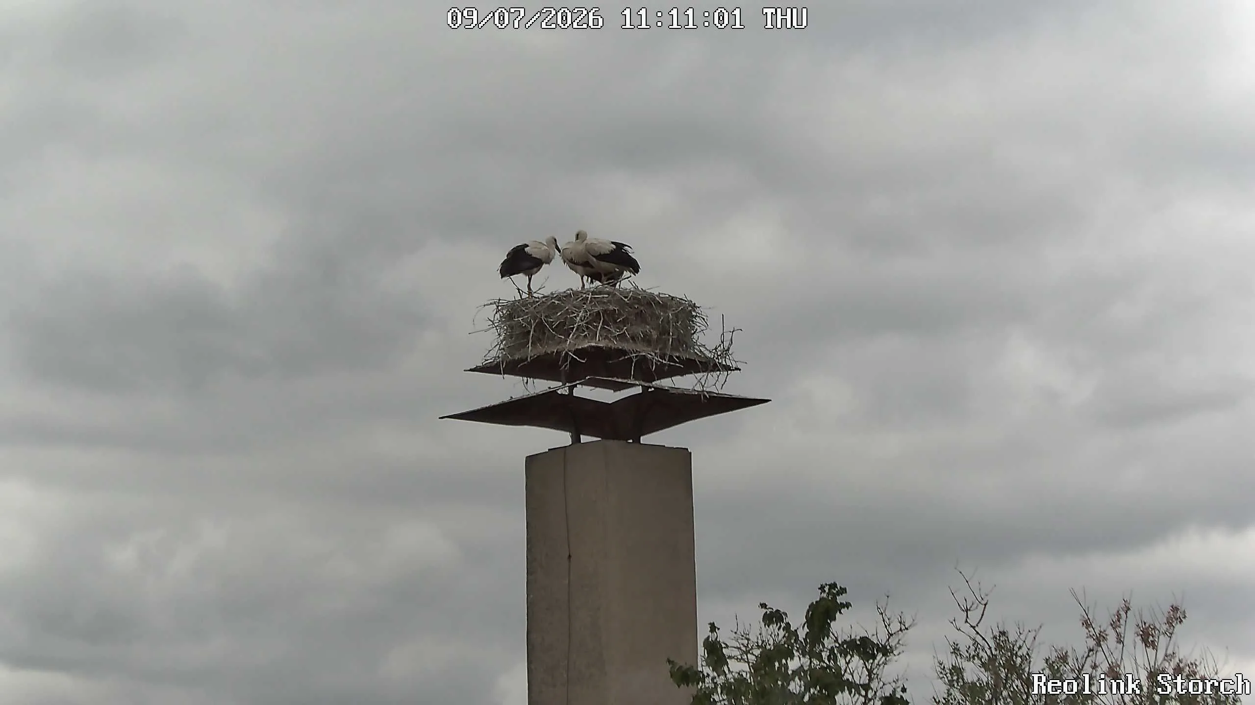 Storchencam Bild
