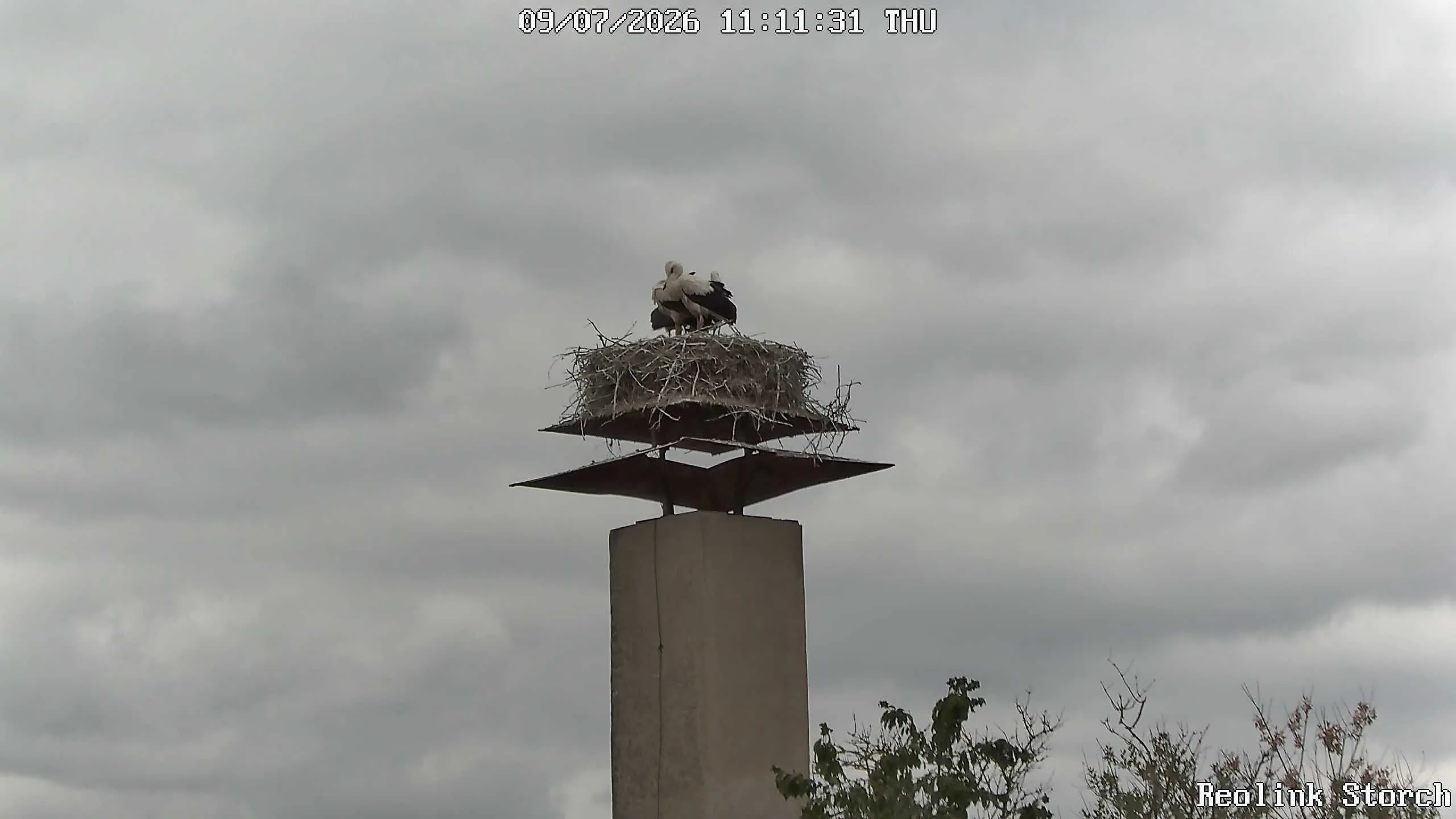 Storchencam Bild
