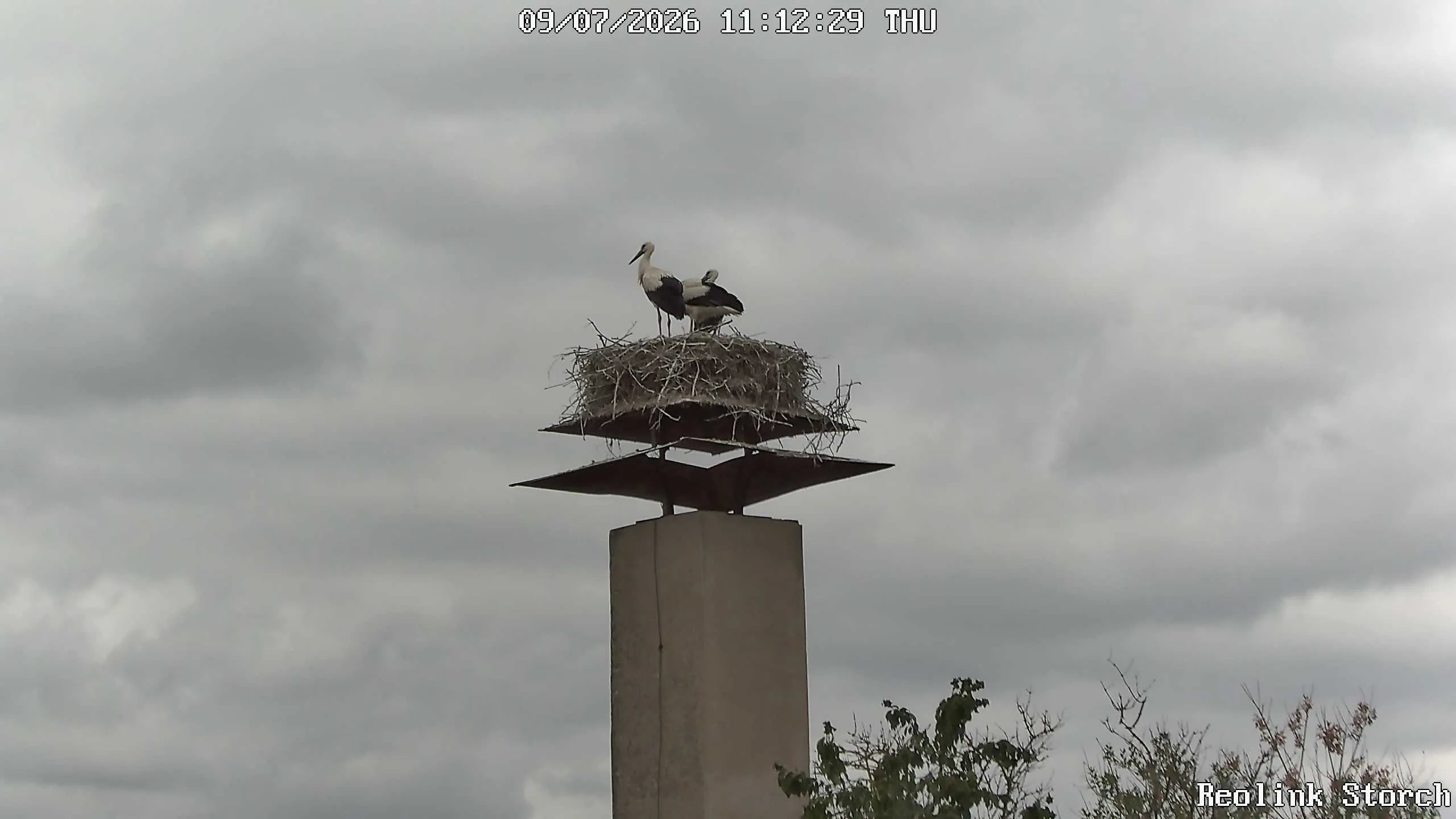 Storchencam Bild