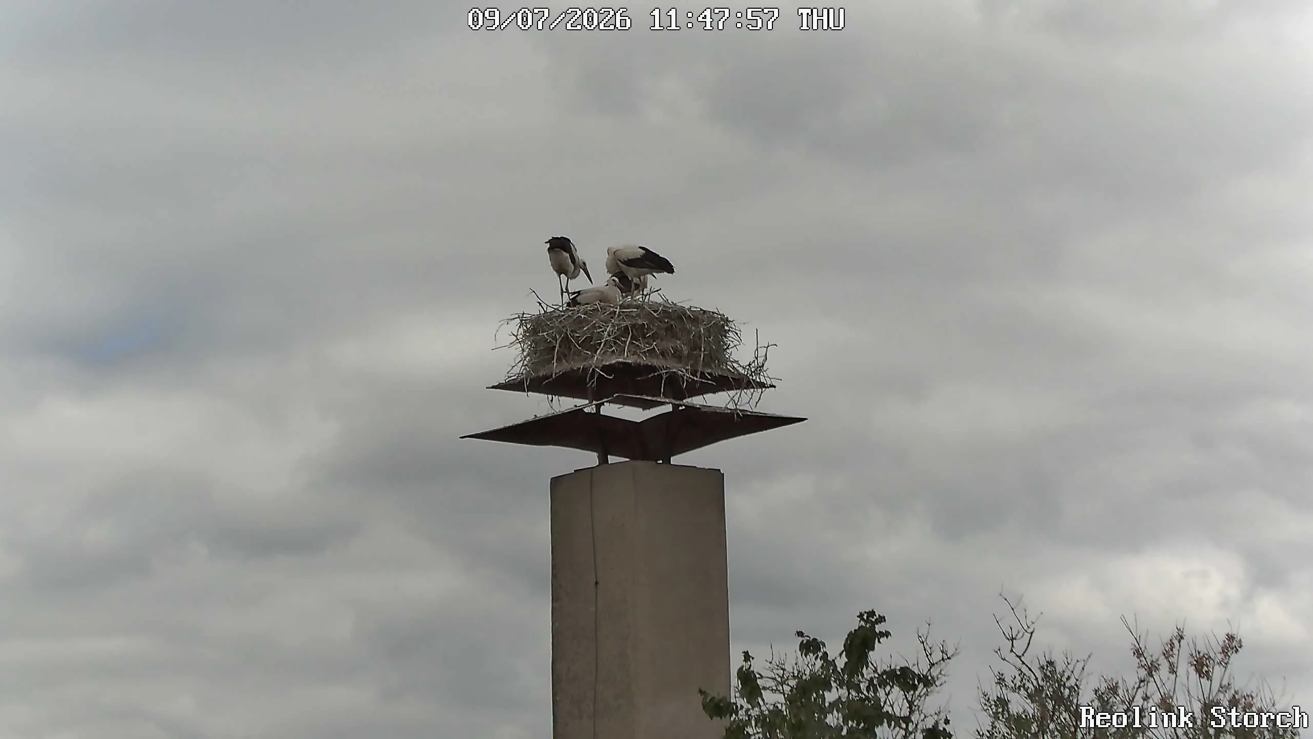 Storchencam Bild
