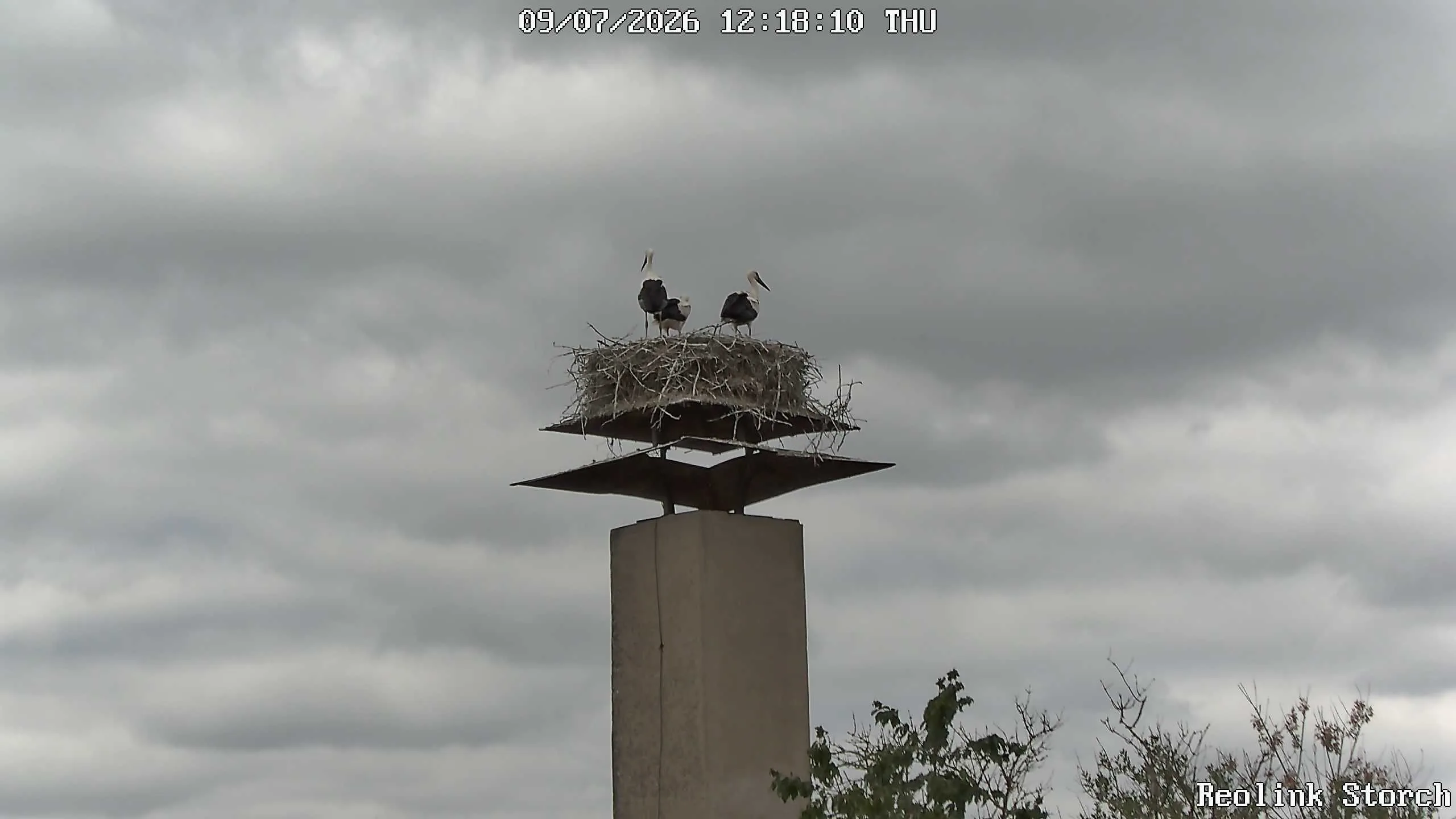 Storchencam Bild