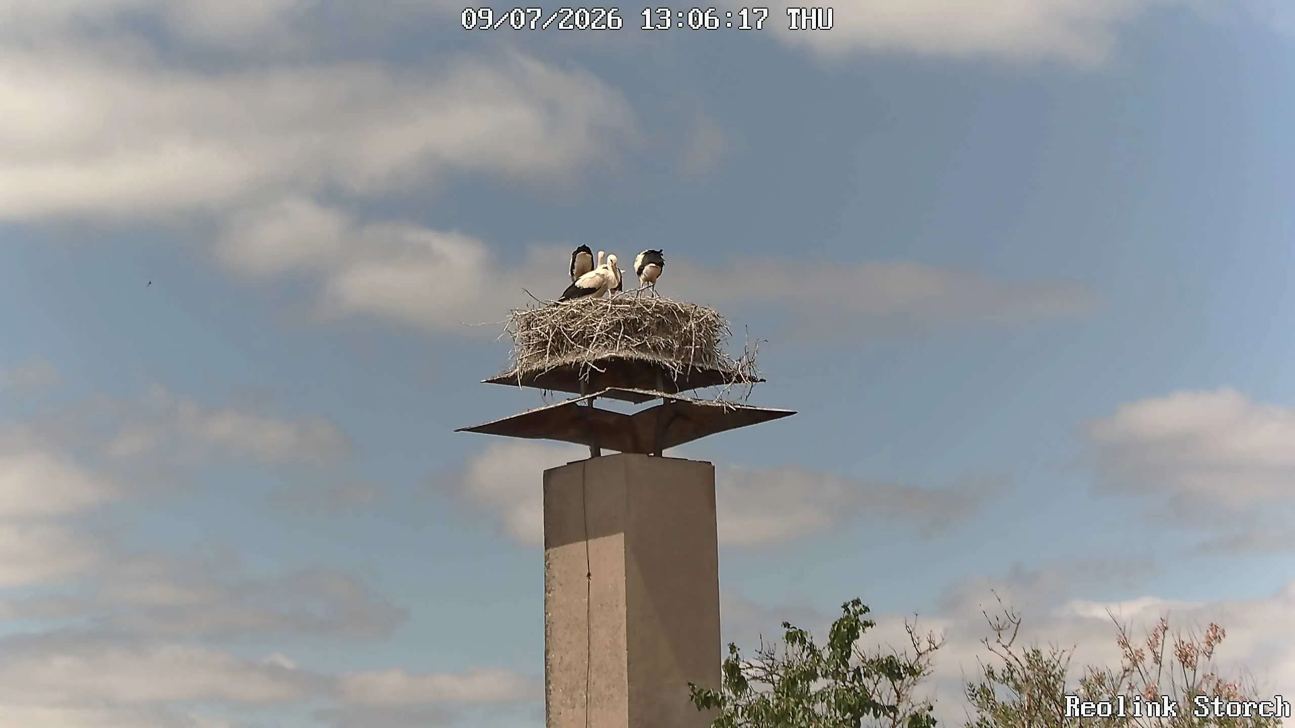 Storchencam Bild