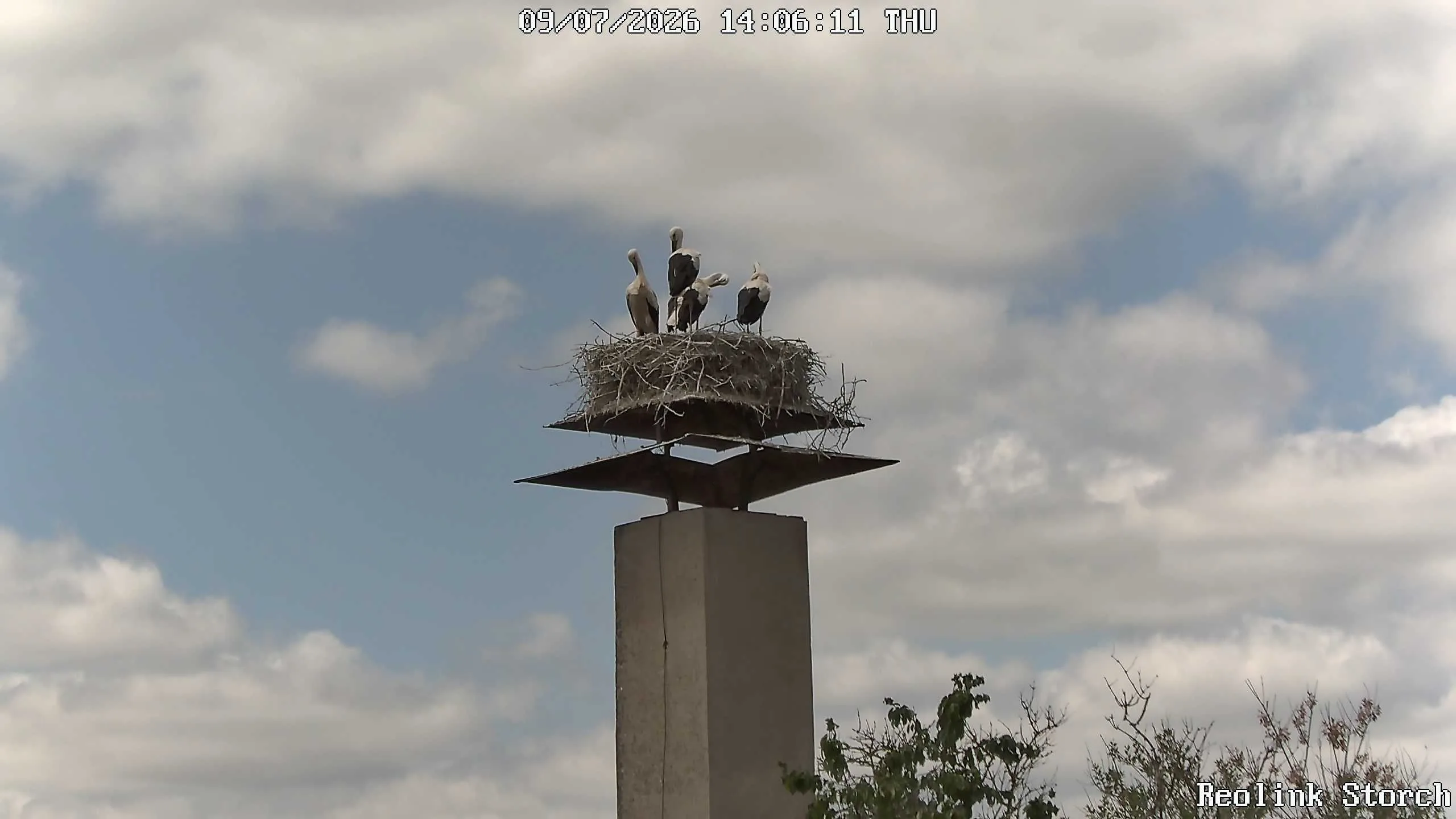 Storchencam Bild