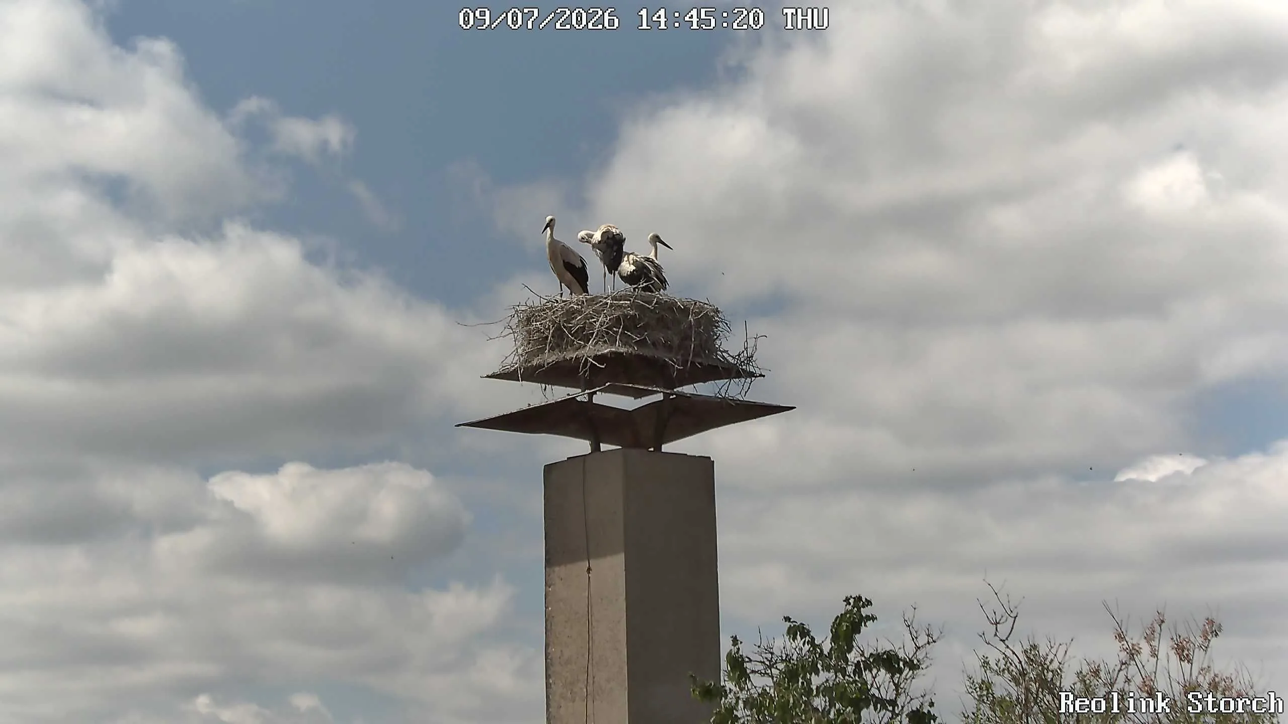 Storchencam Bild