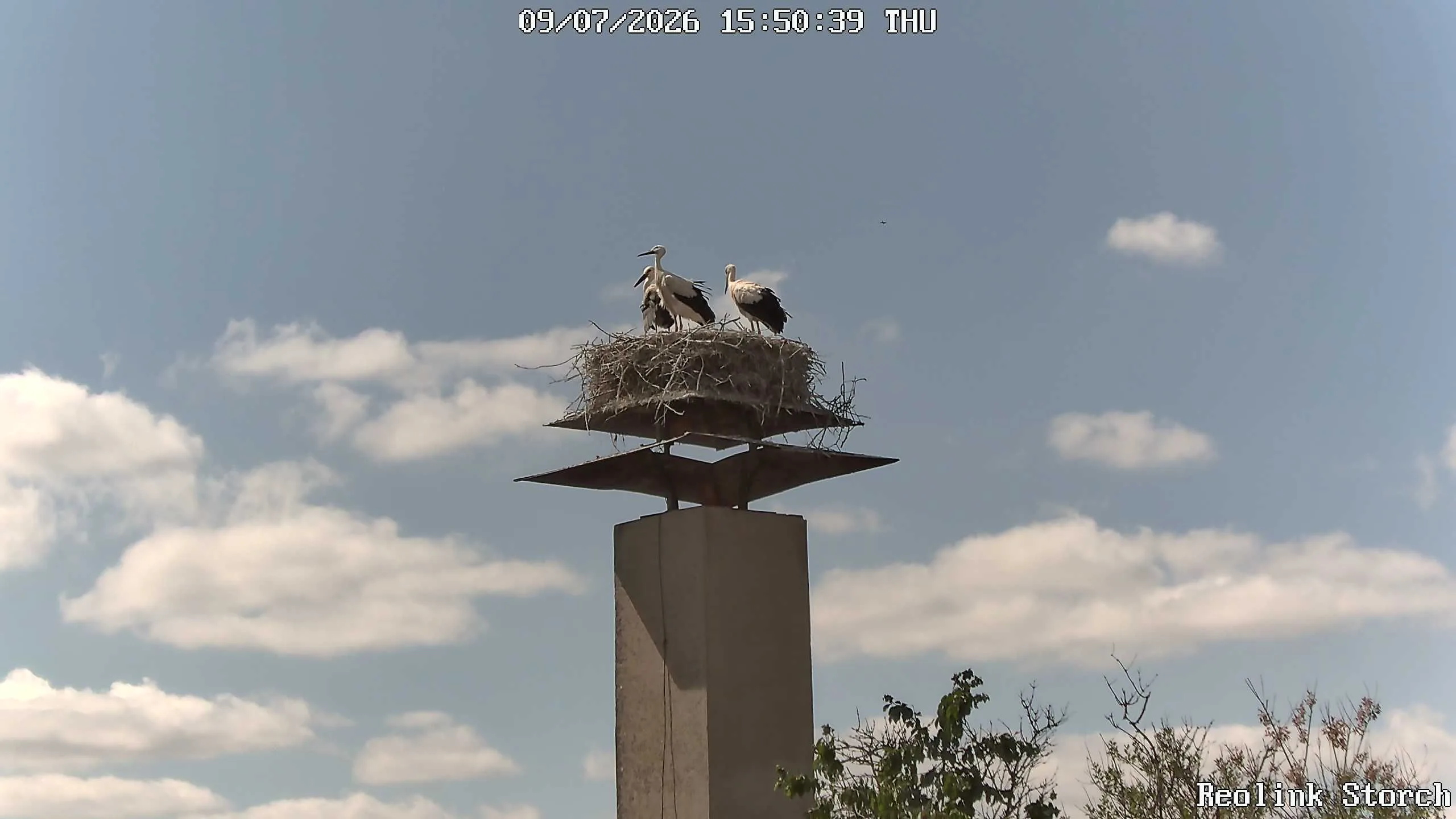 Storchencam Bild