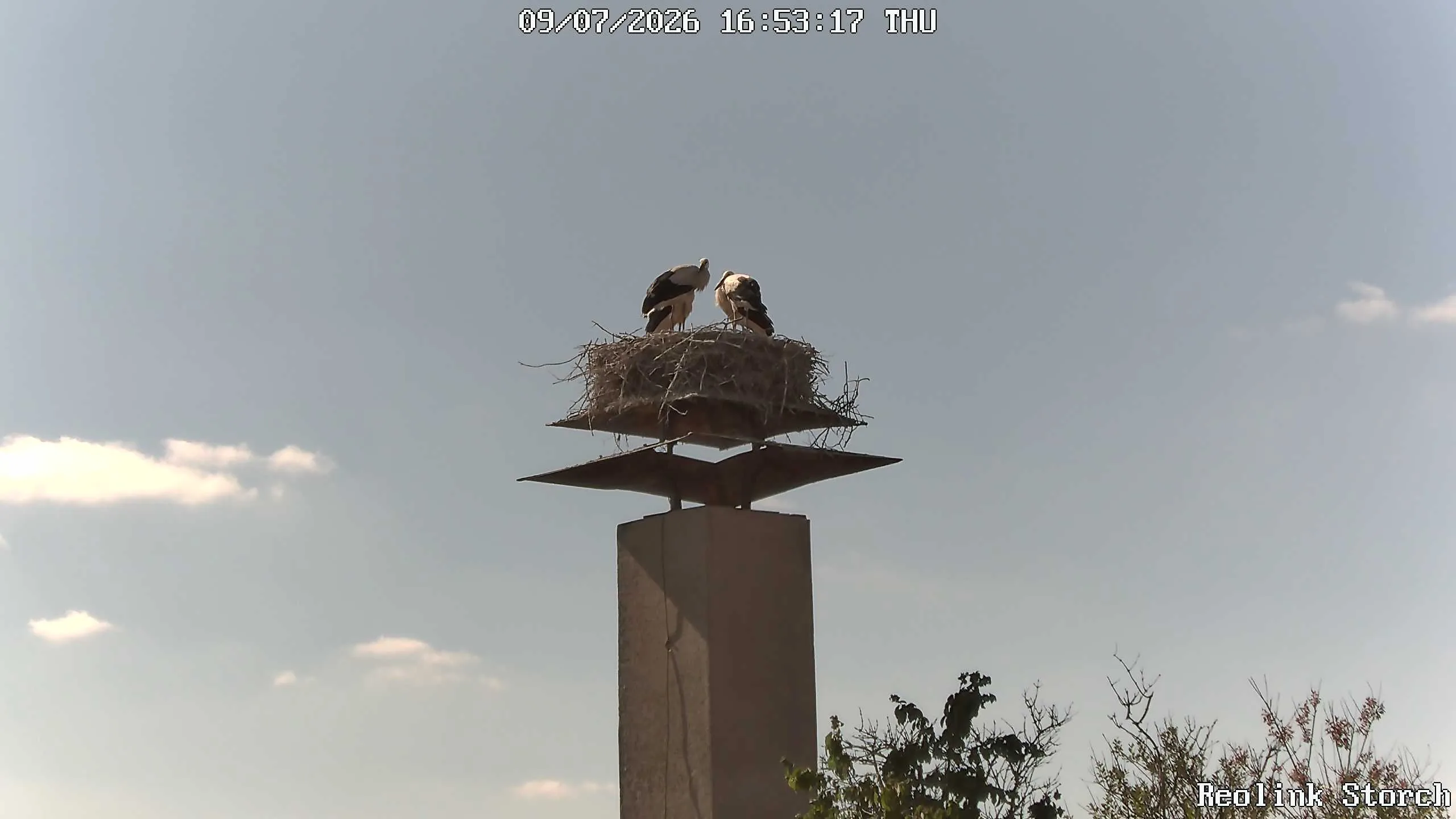 Storchencam Bild