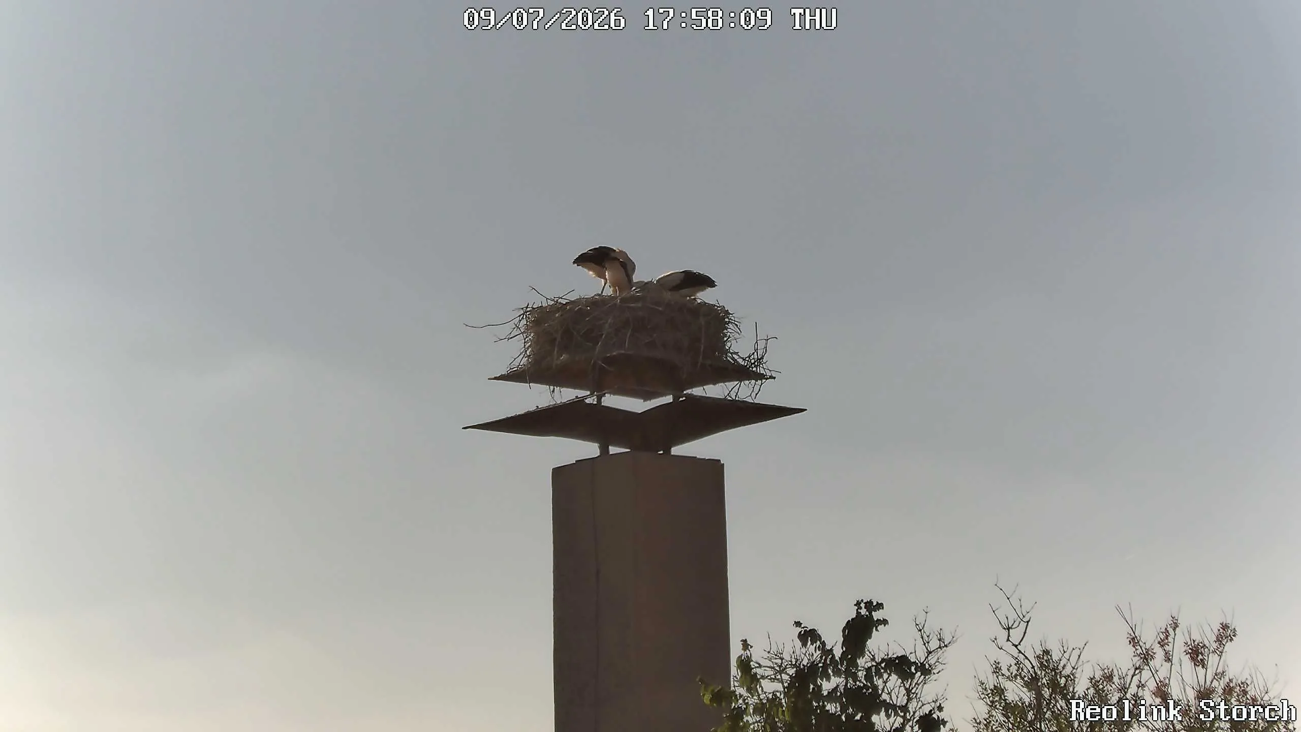 Storchencam Bild