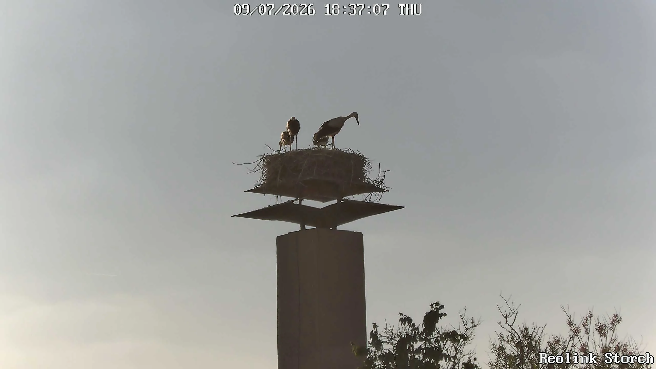 Storchencam Bild
