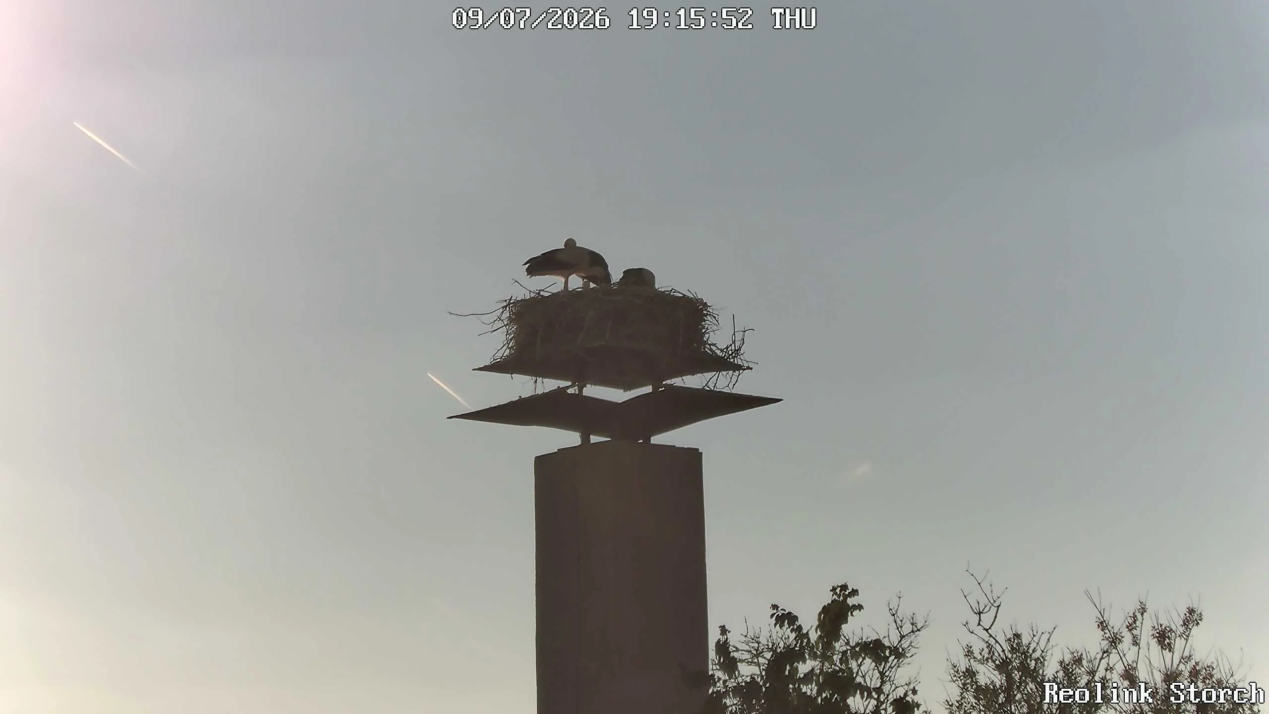 Storchencam Bild