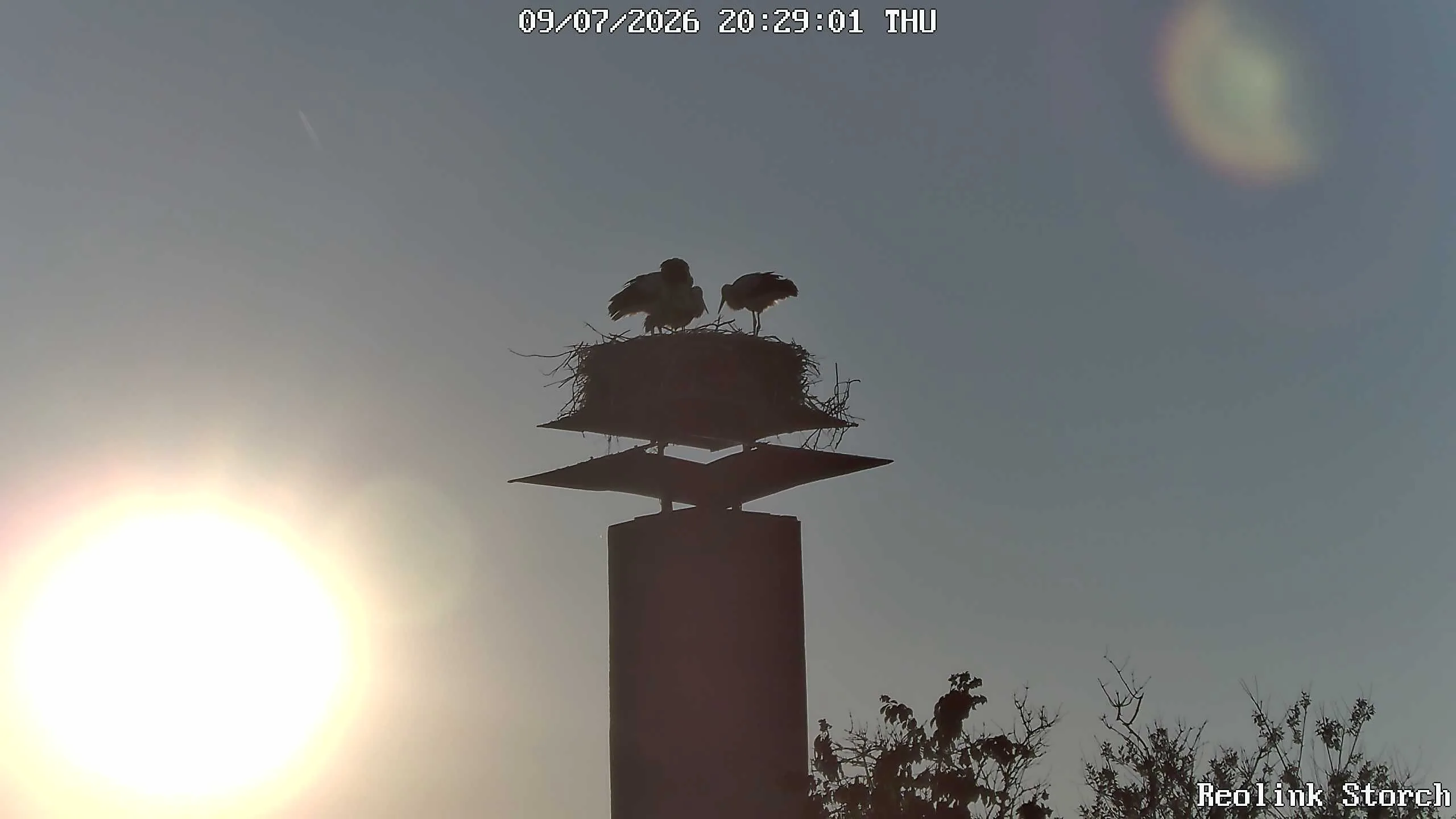 Storchencam Bild