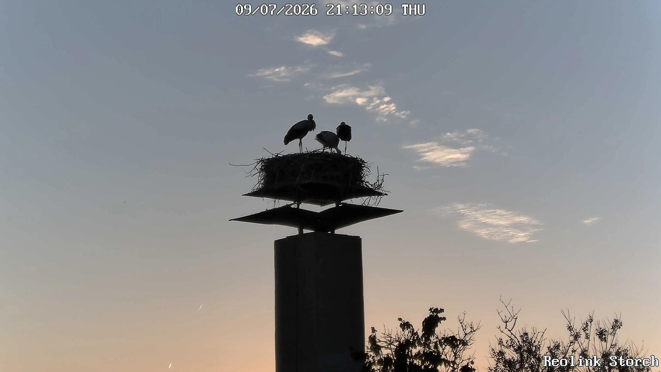 Storchencam Bild