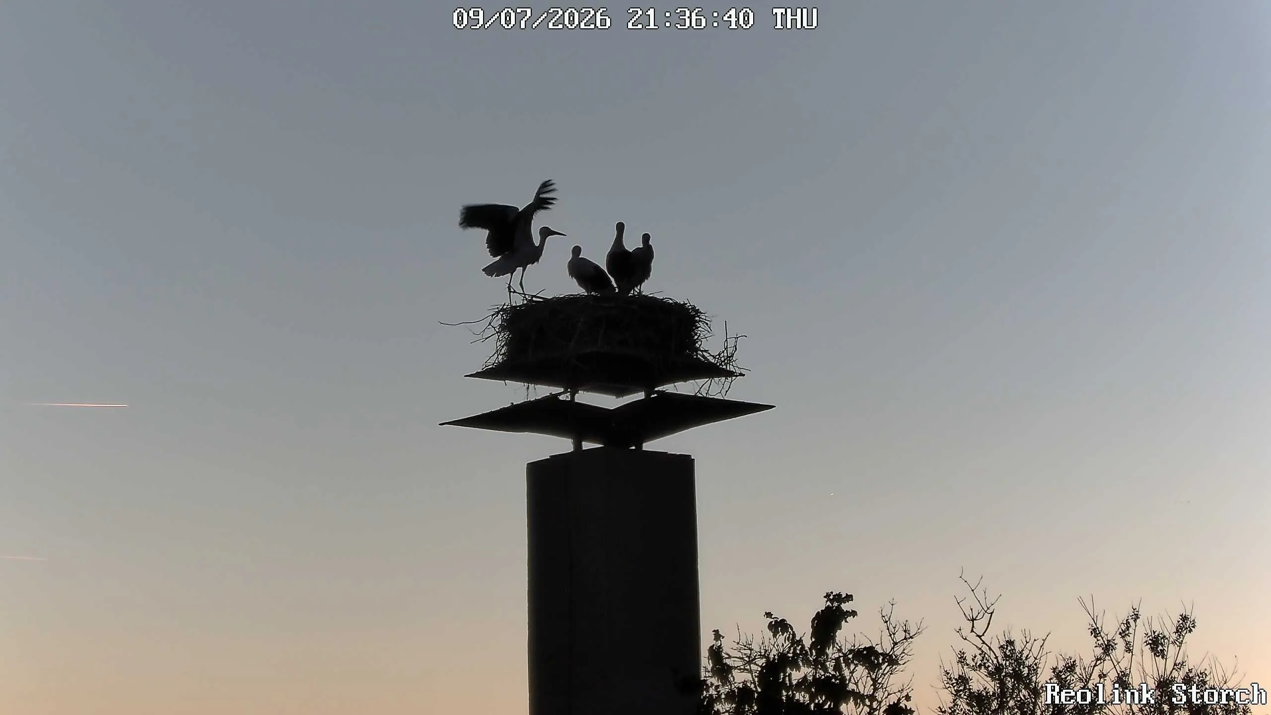 Storchencam Bild