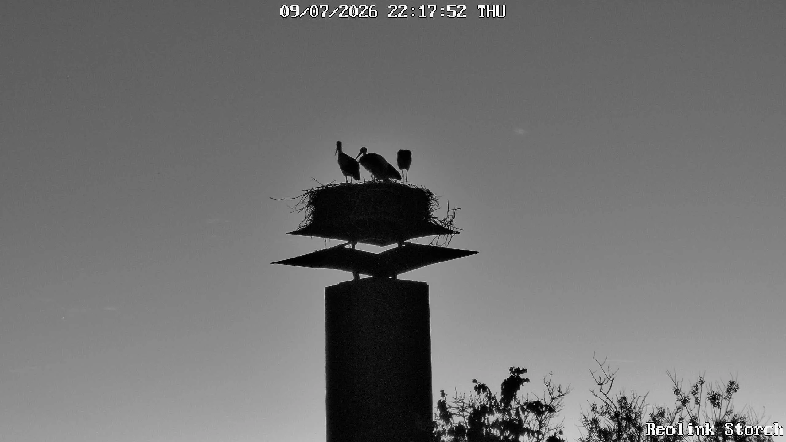 Storchencam Bild