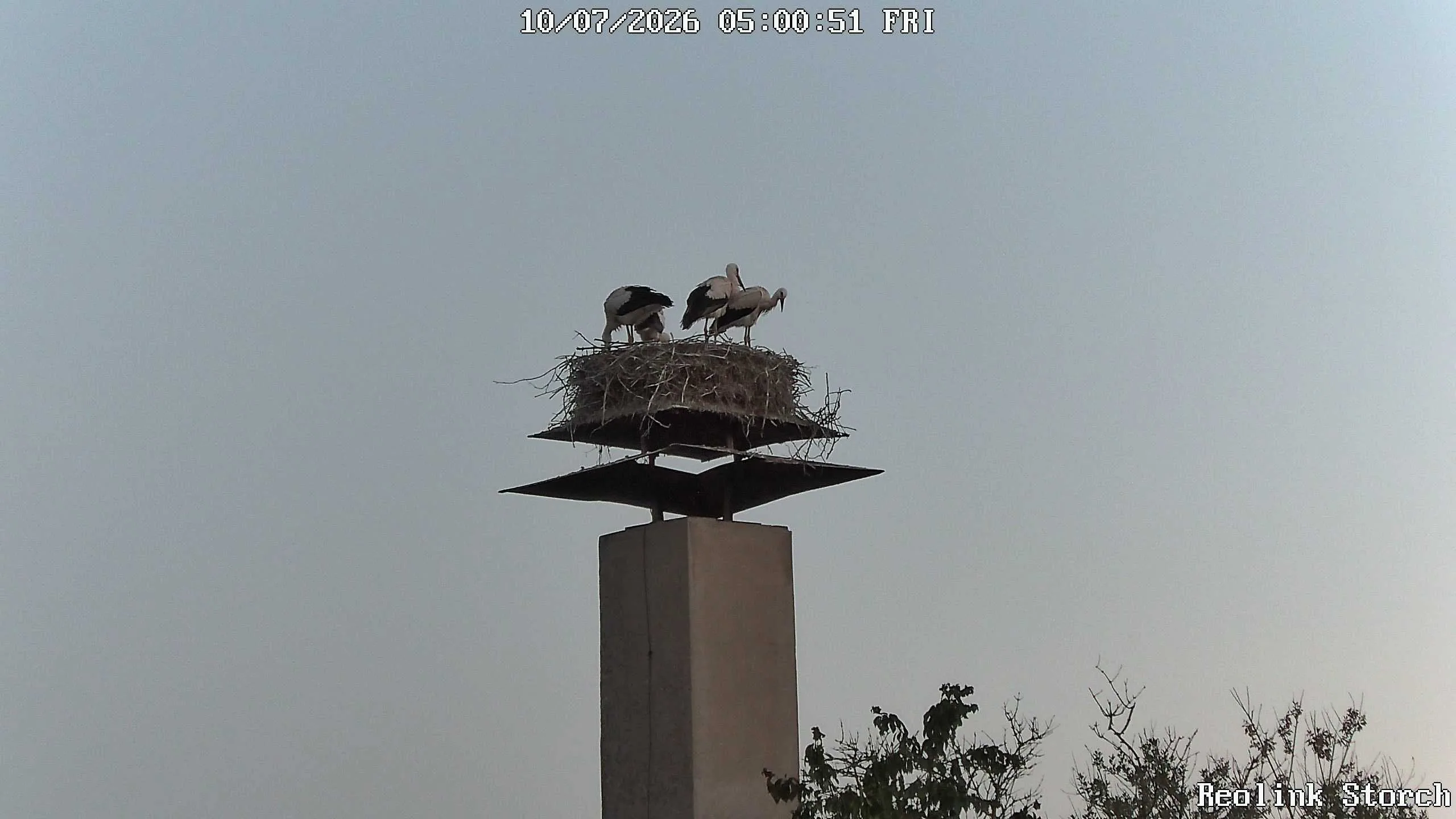 Storchencam Bild