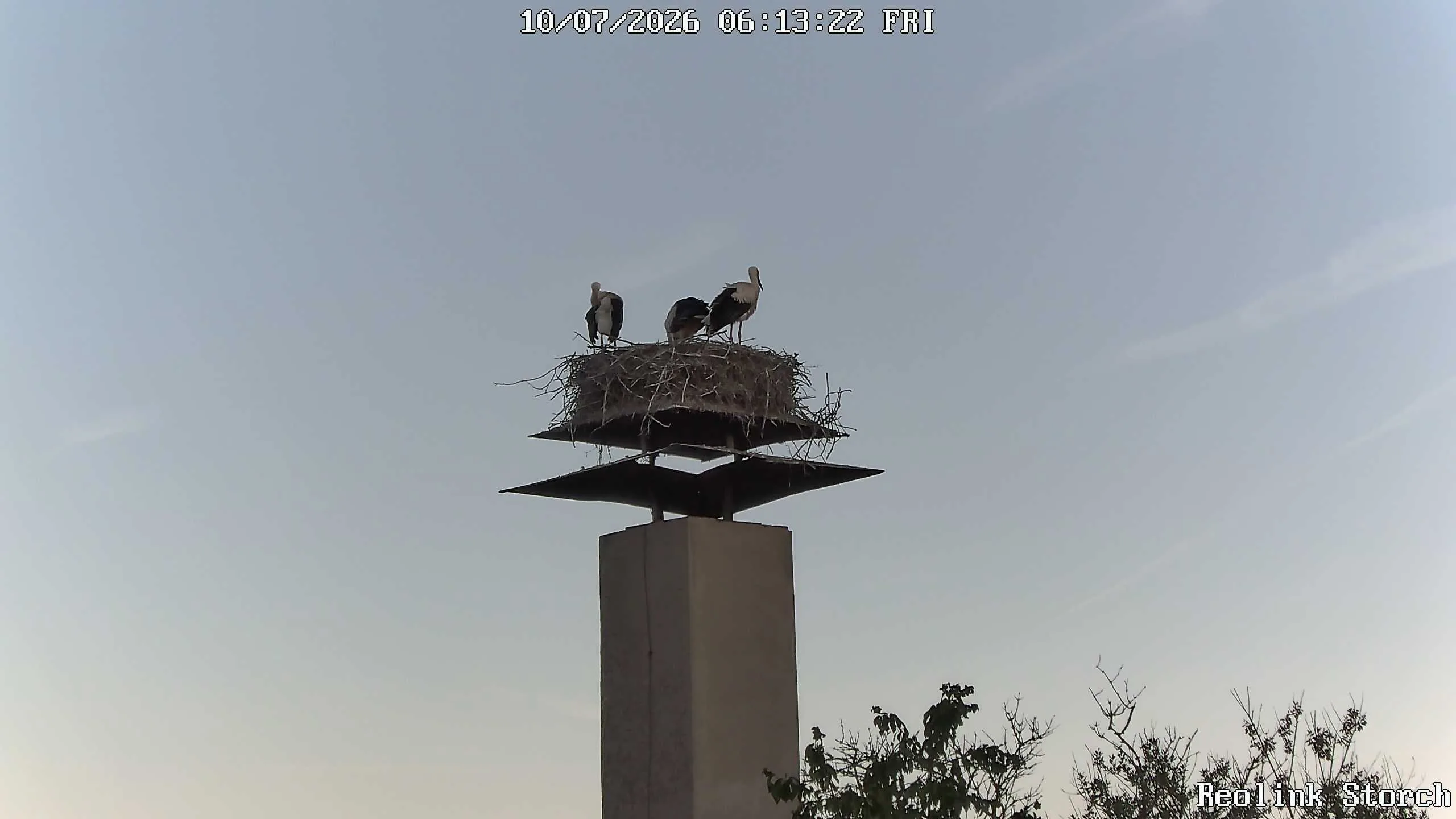 Storchencam Bild