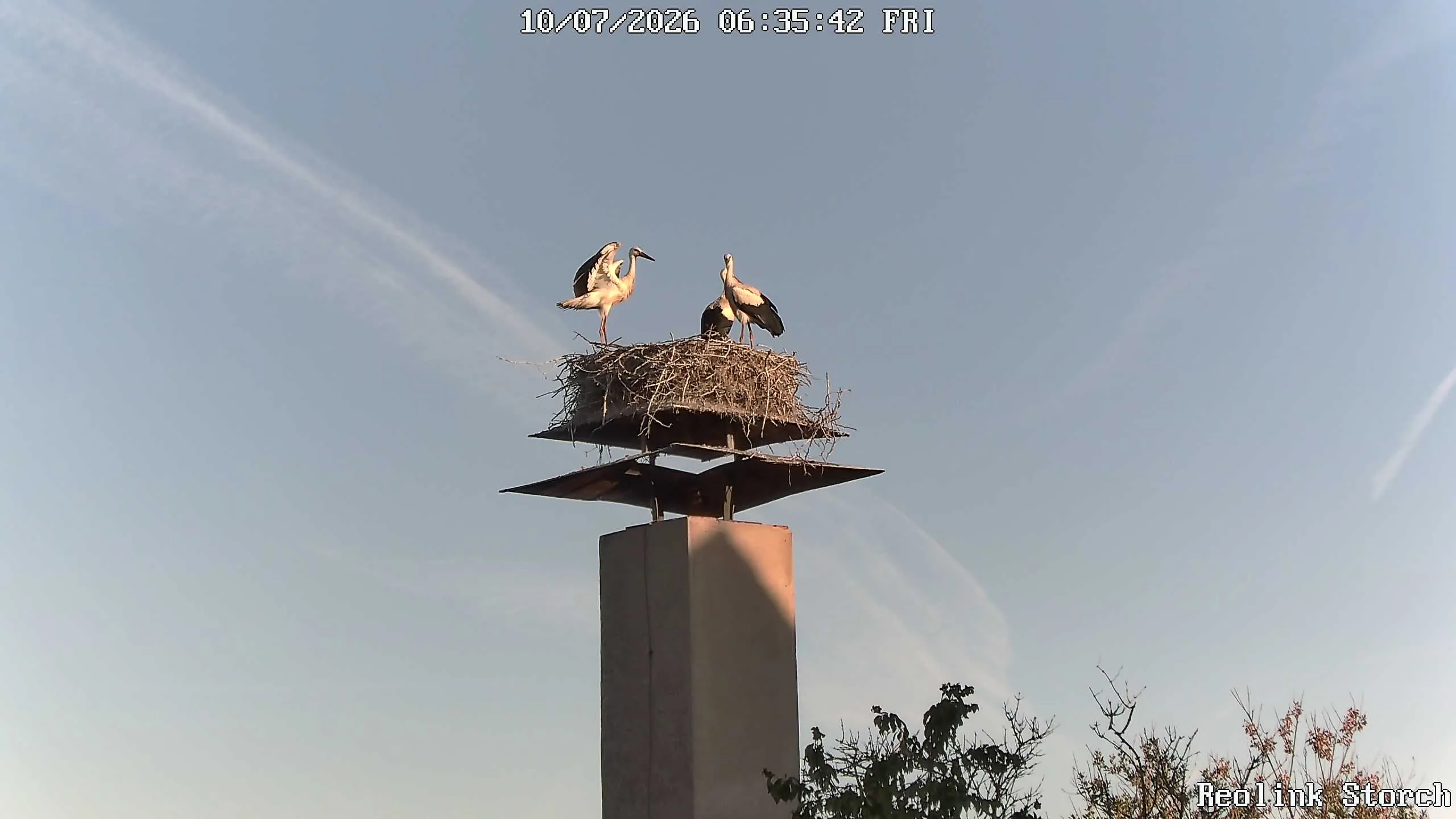 Storchencam Bild