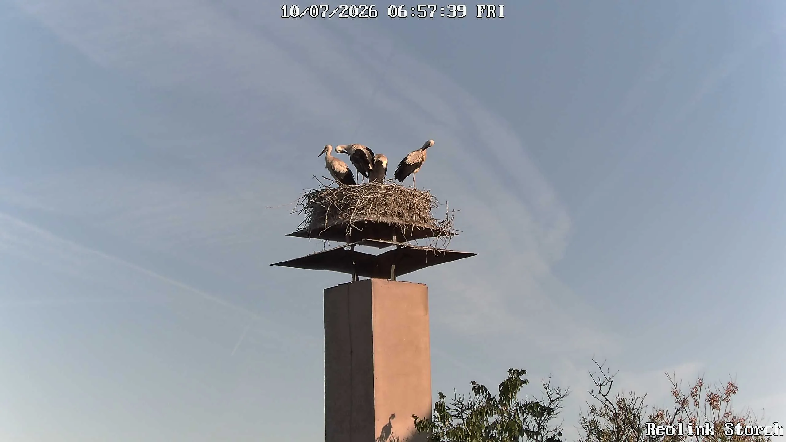 Storchencam Bild