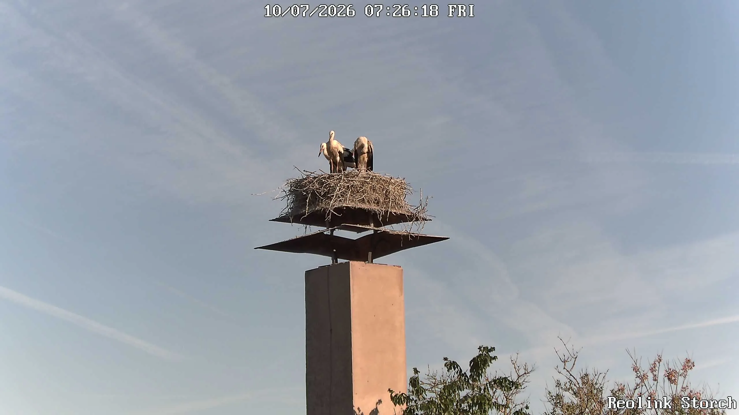 Storchencam Bild