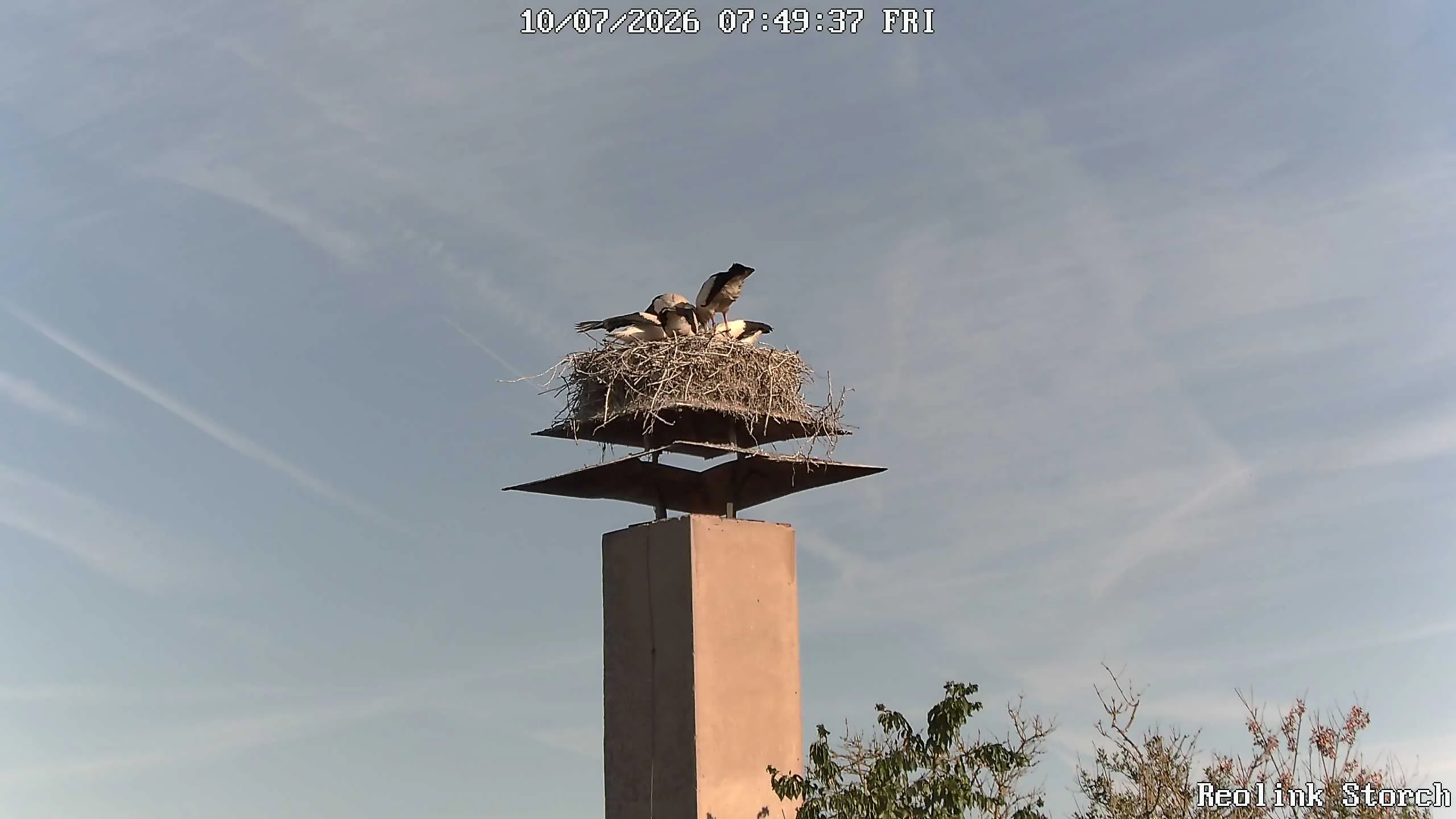 Storchencam Bild