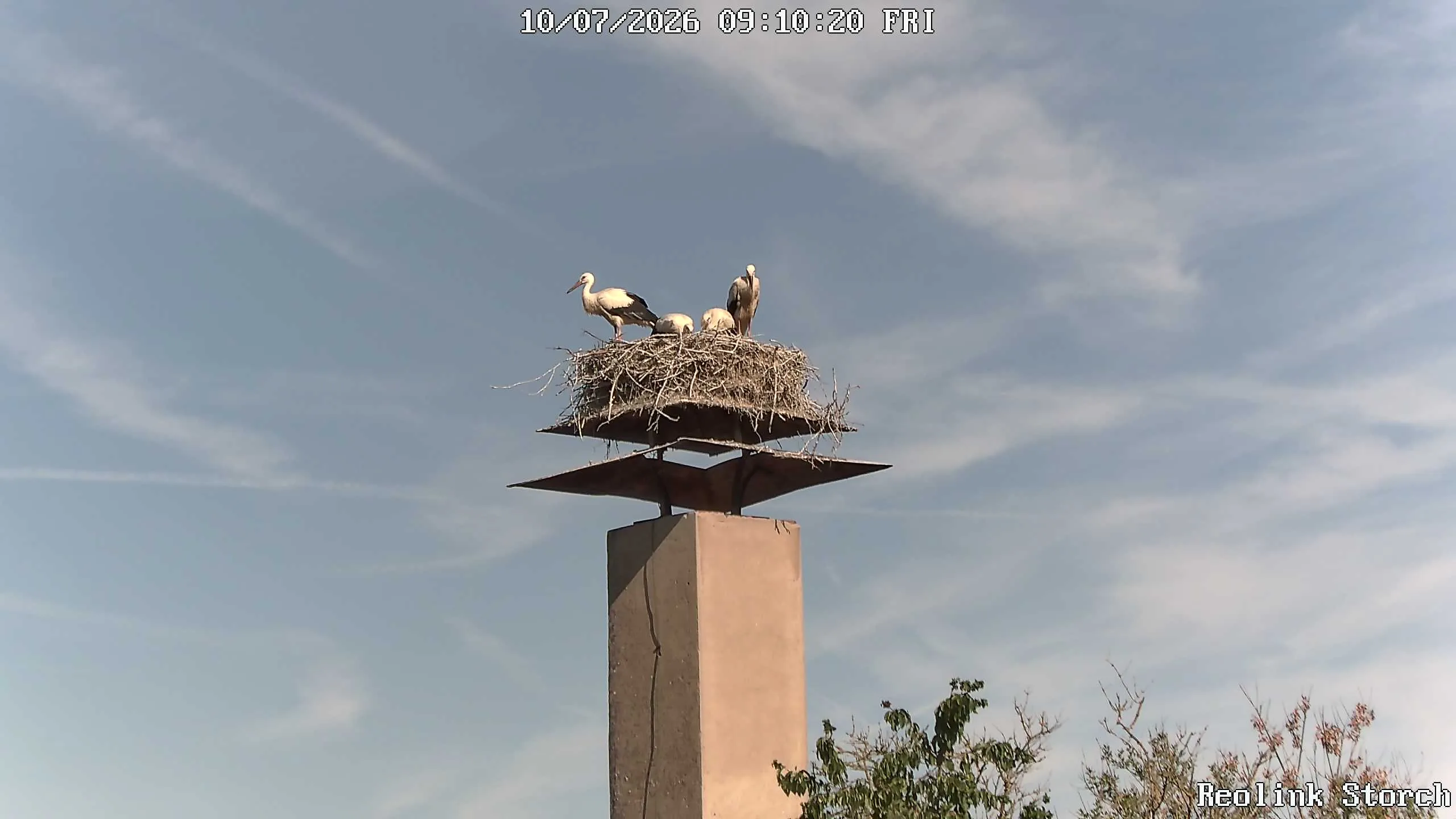Storchencam Bild