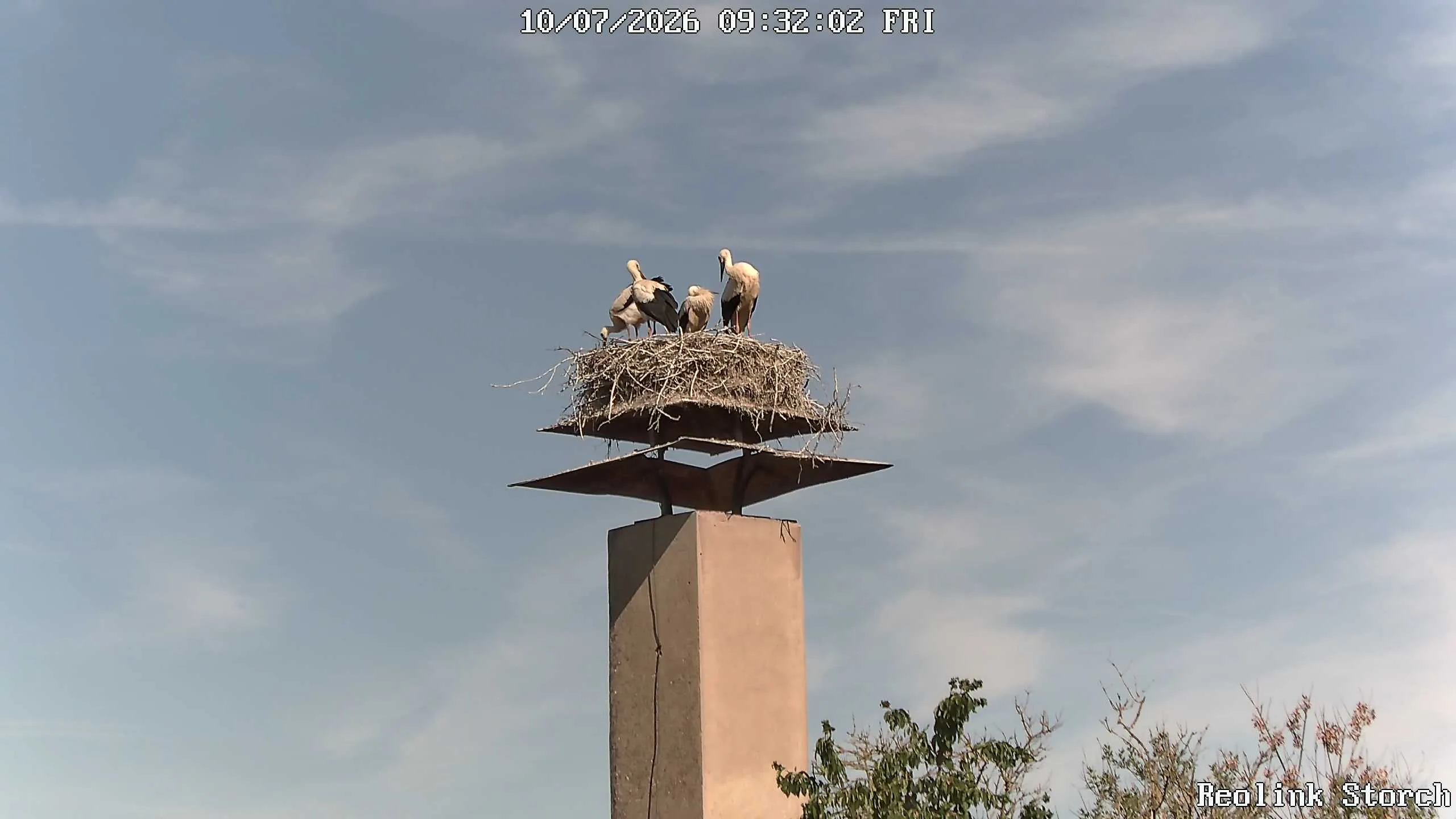 Storchencam Bild