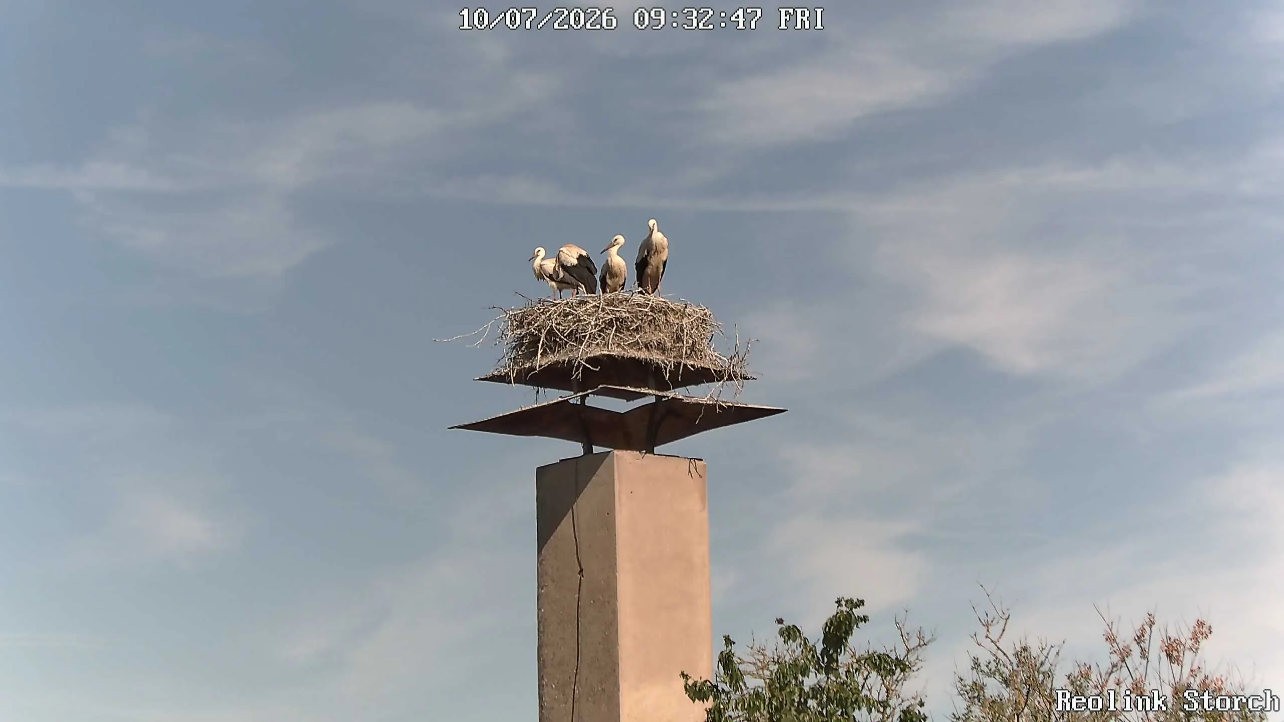 Storchencam Bild