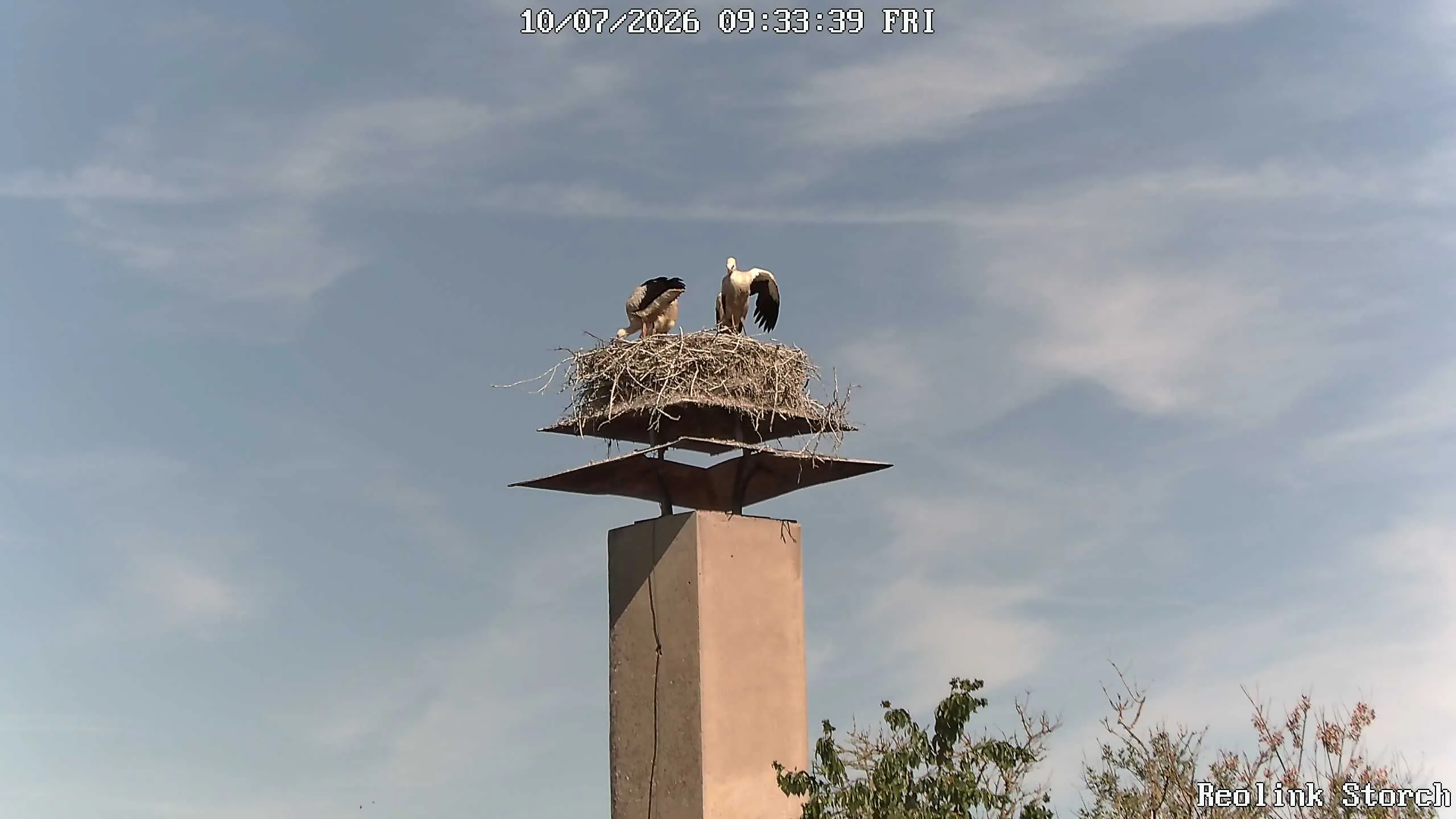 Storchencam Bild
