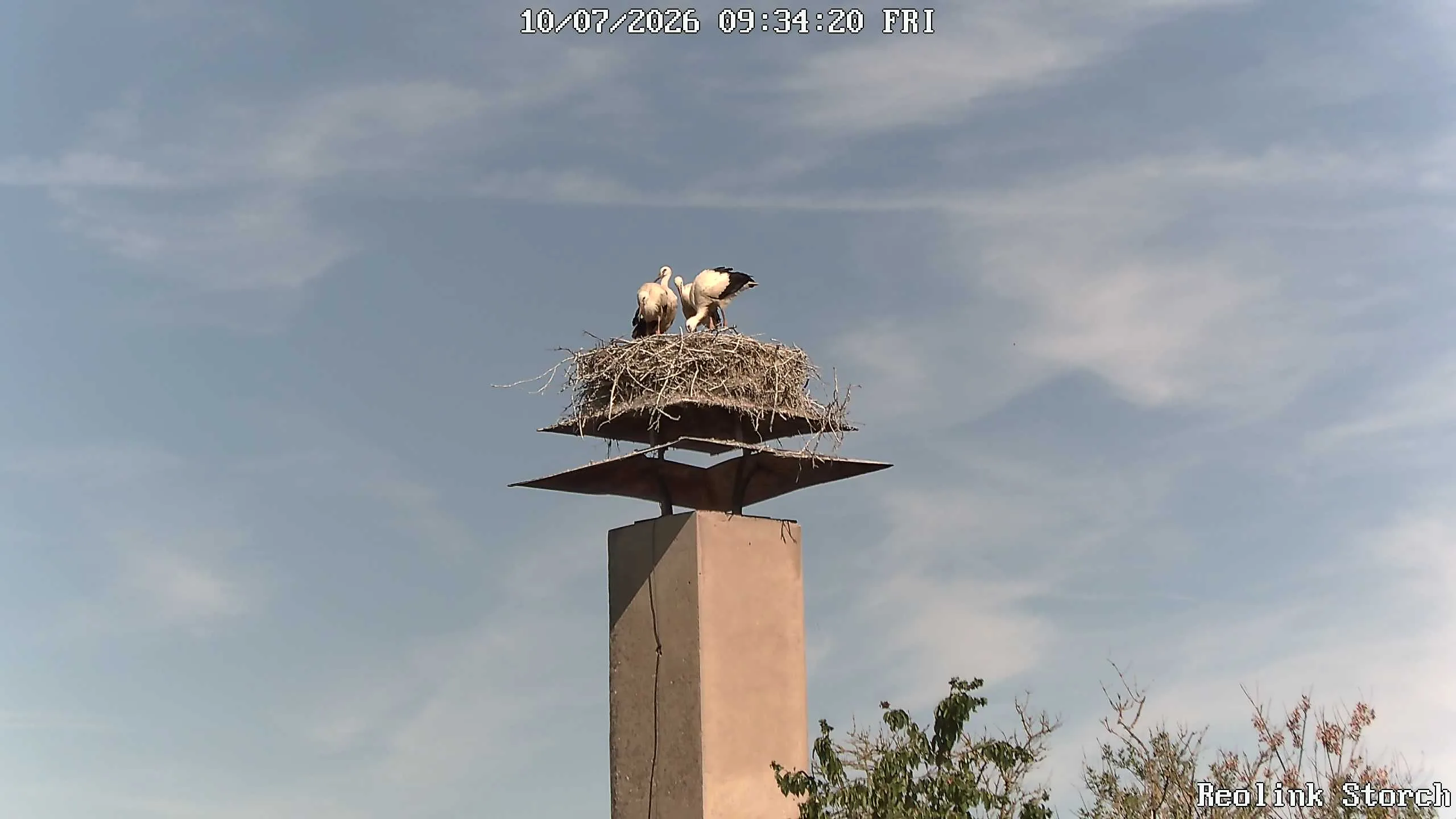 Storchencam Bild