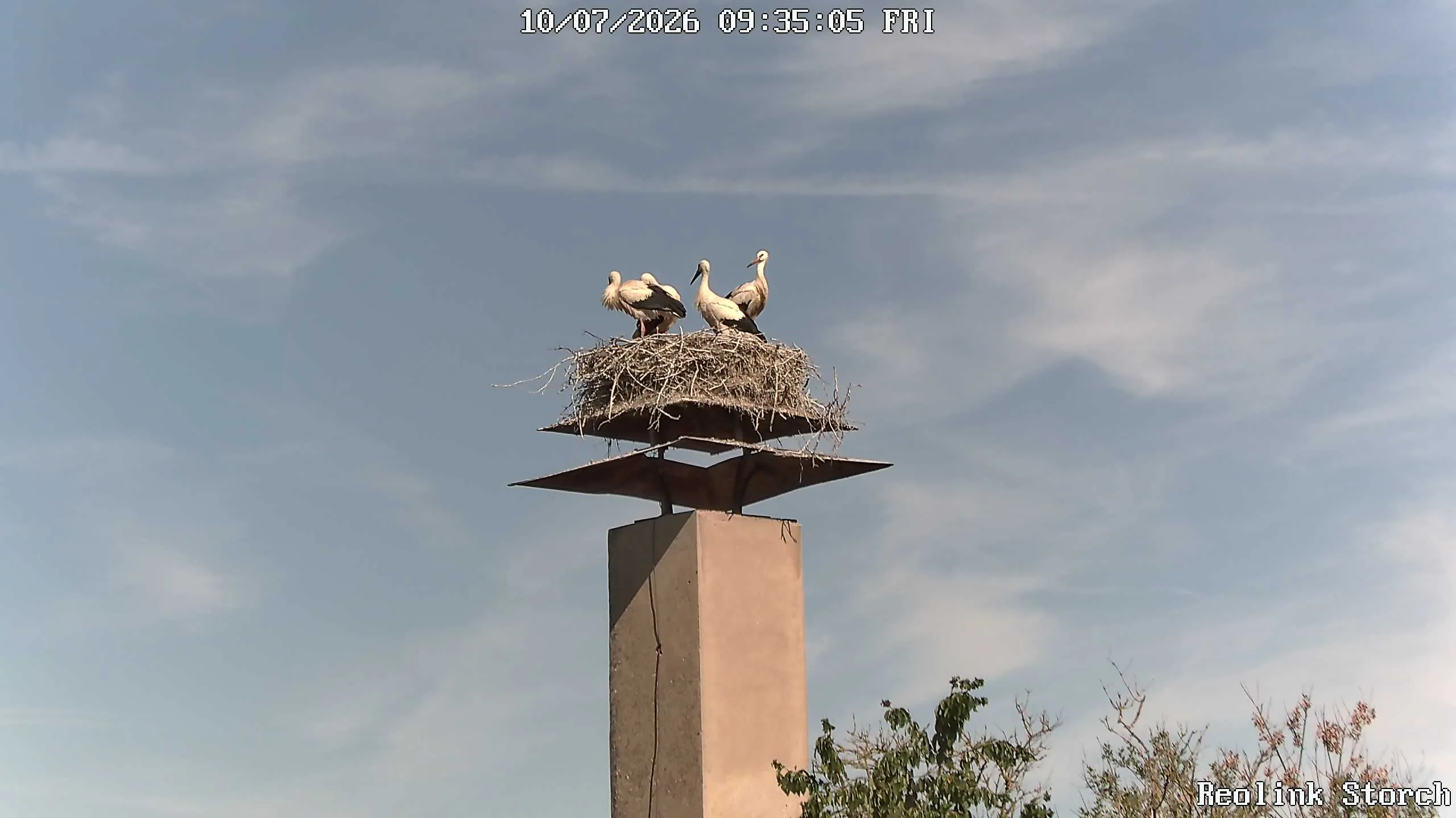 Storchencam Bild