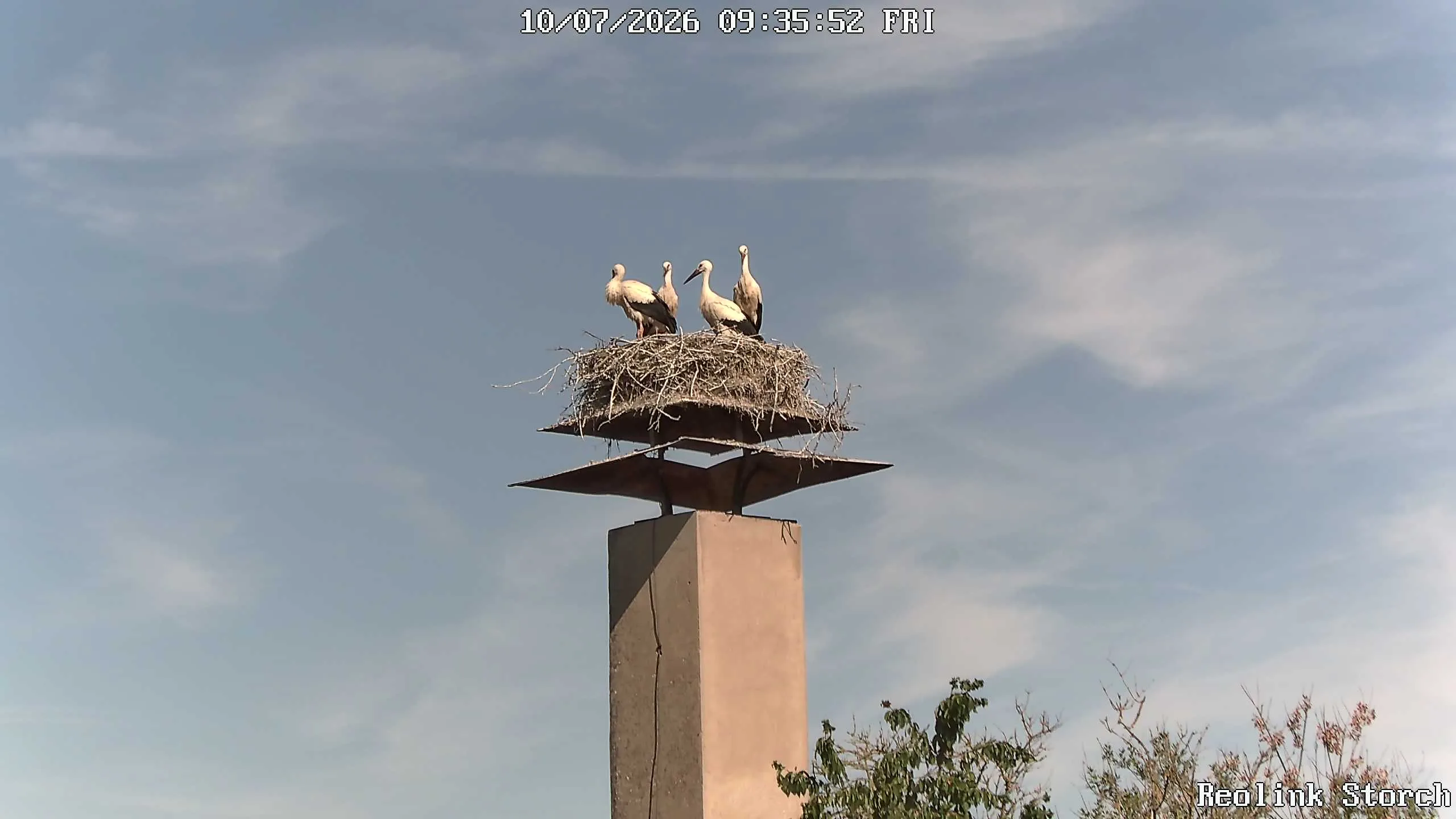 Storchencam Bild
