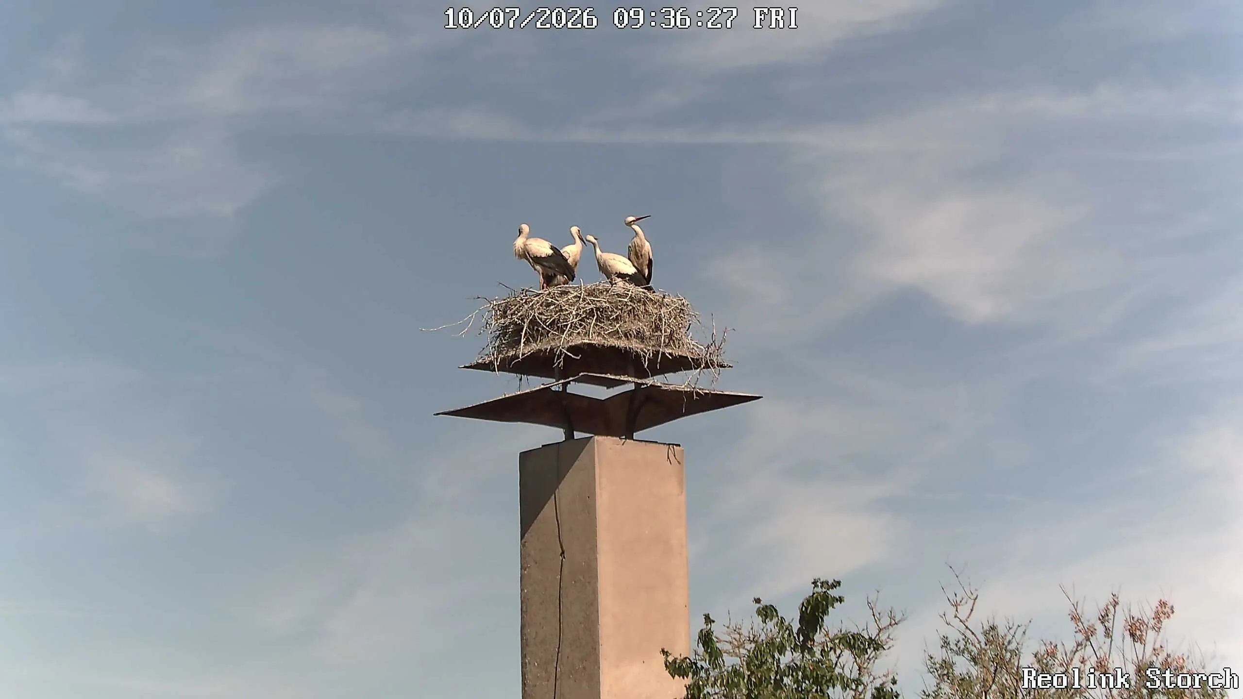 Storchencam Bild
