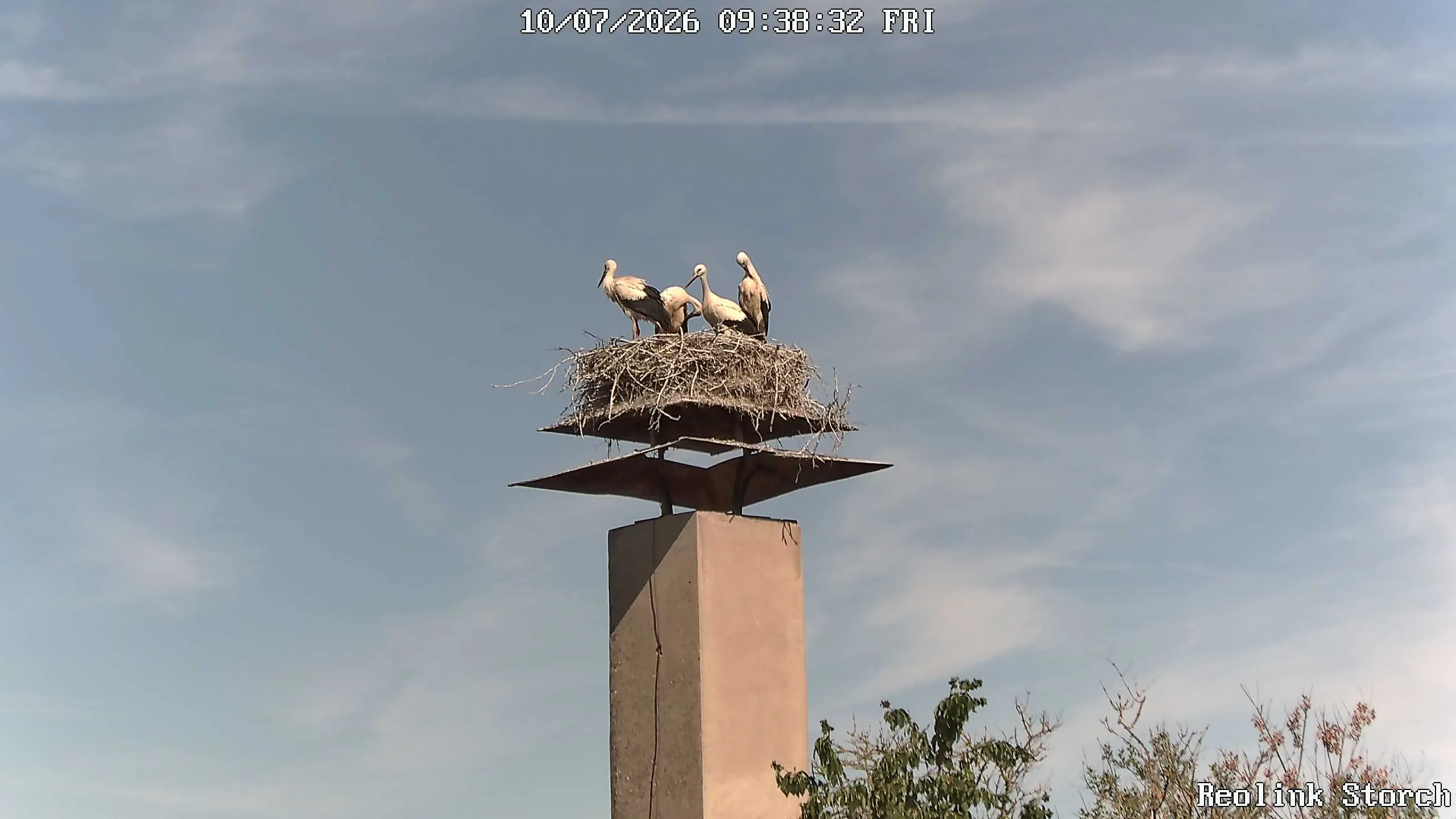 Storchencam Bild