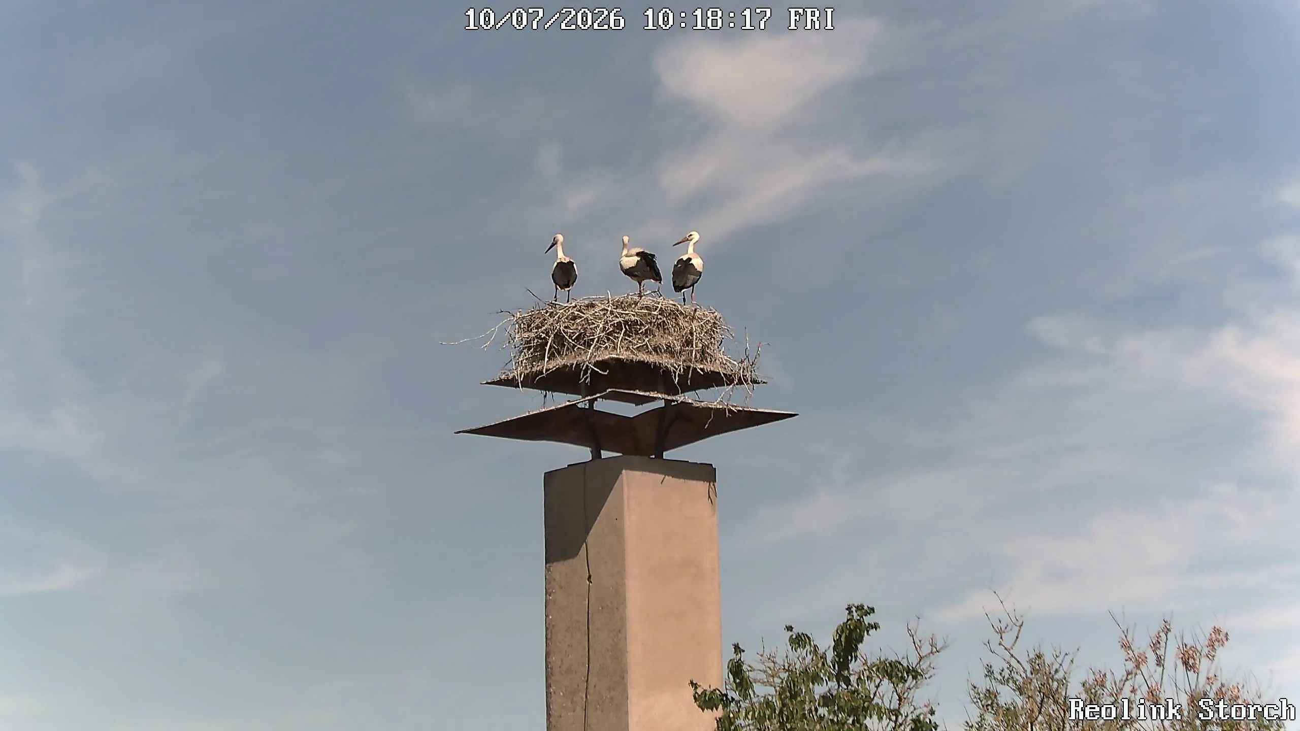 Storchencam Bild