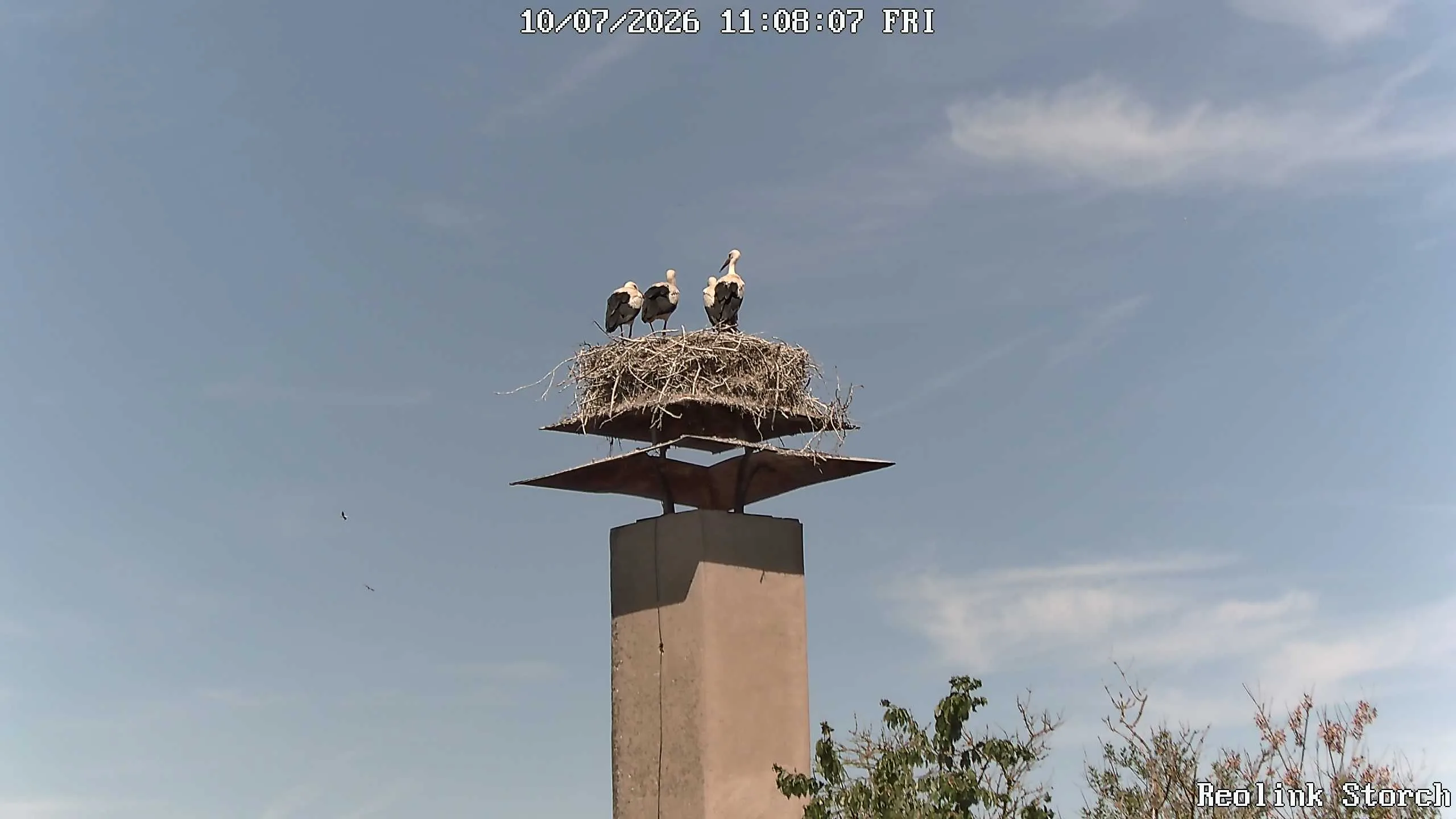Storchencam Bild