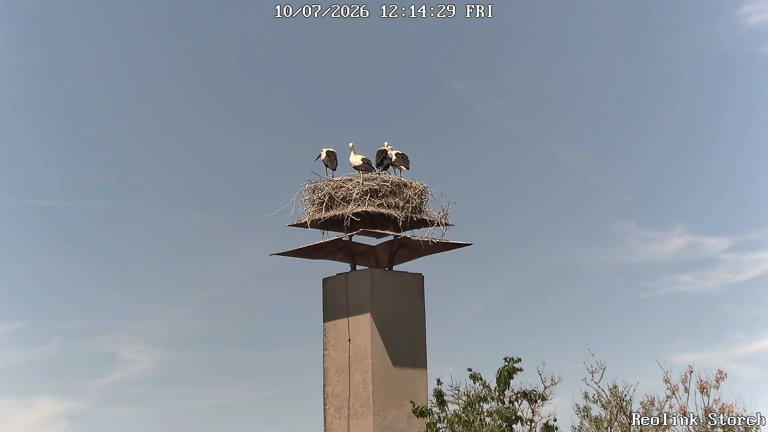 Storchencam Bild