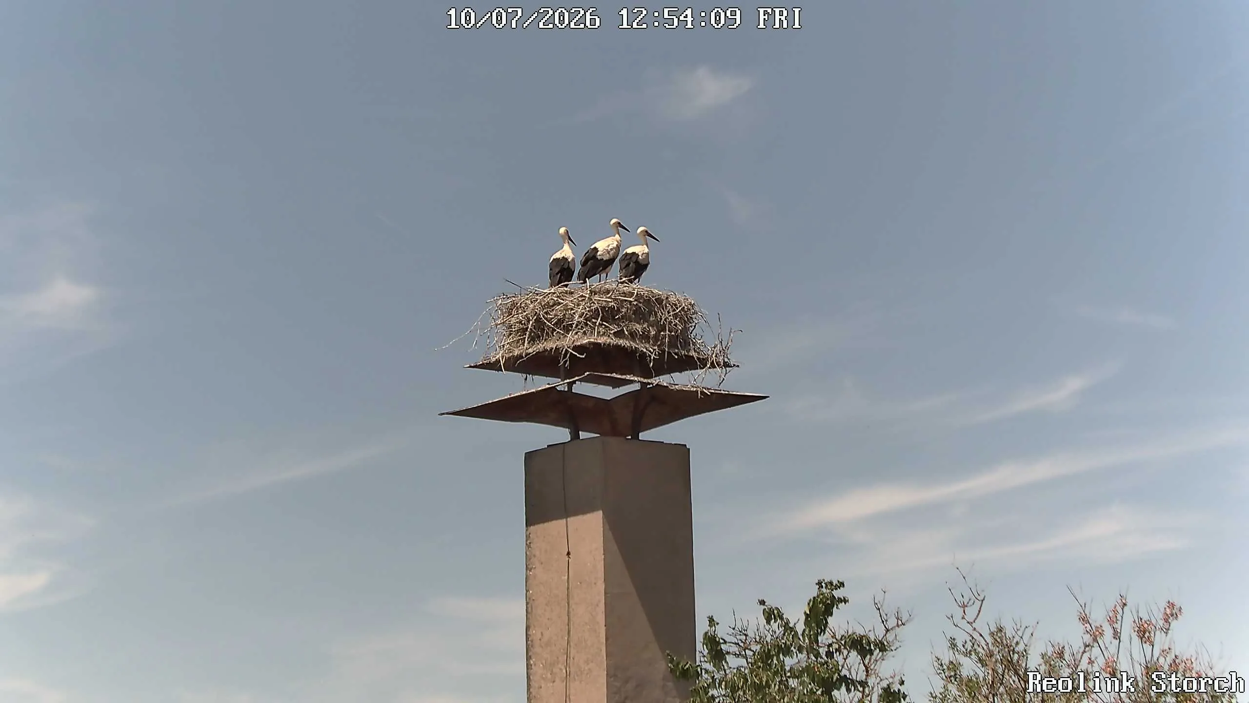 Storchencam Bild