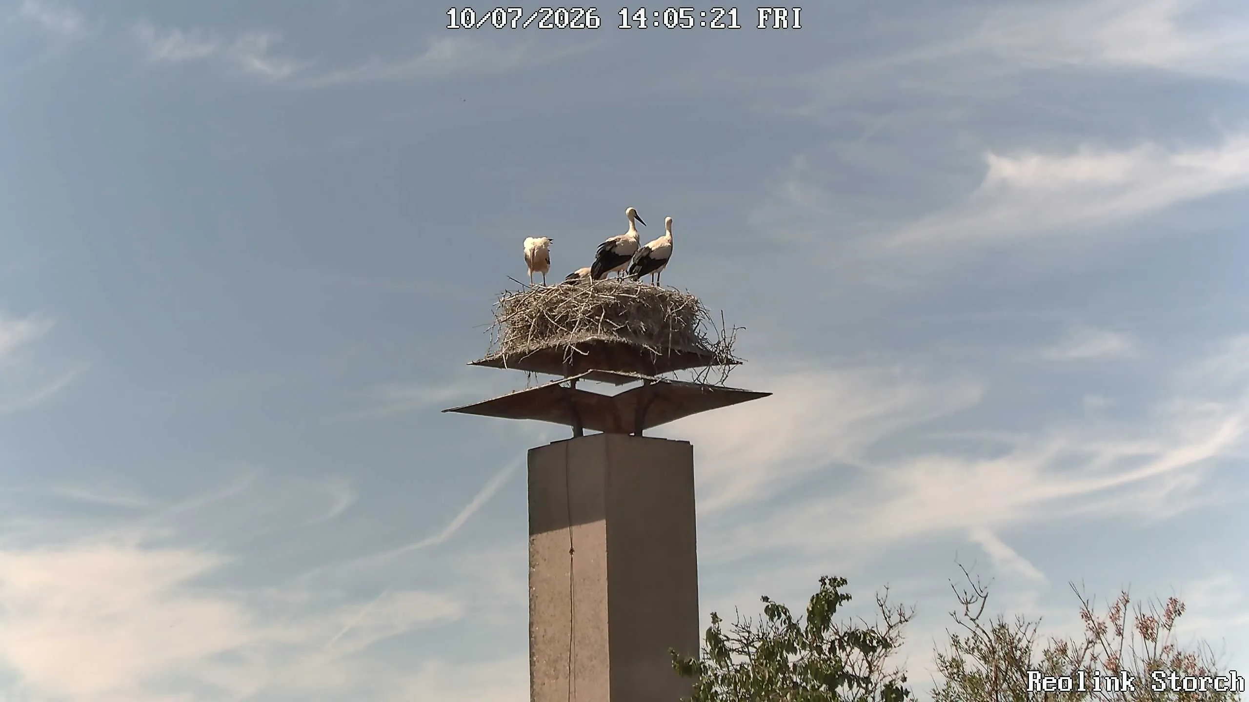Storchencam Bild