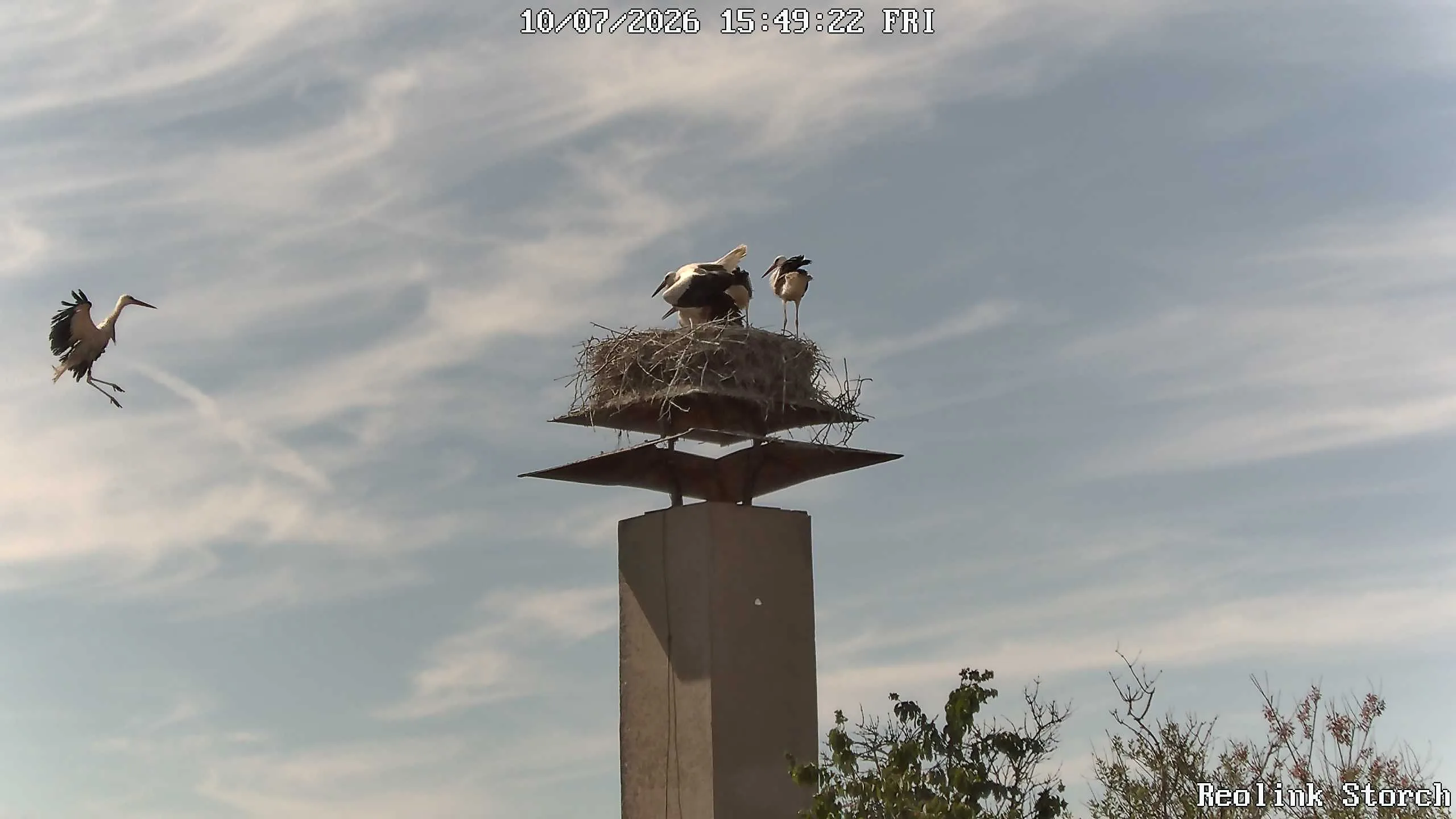 Storchencam Bild