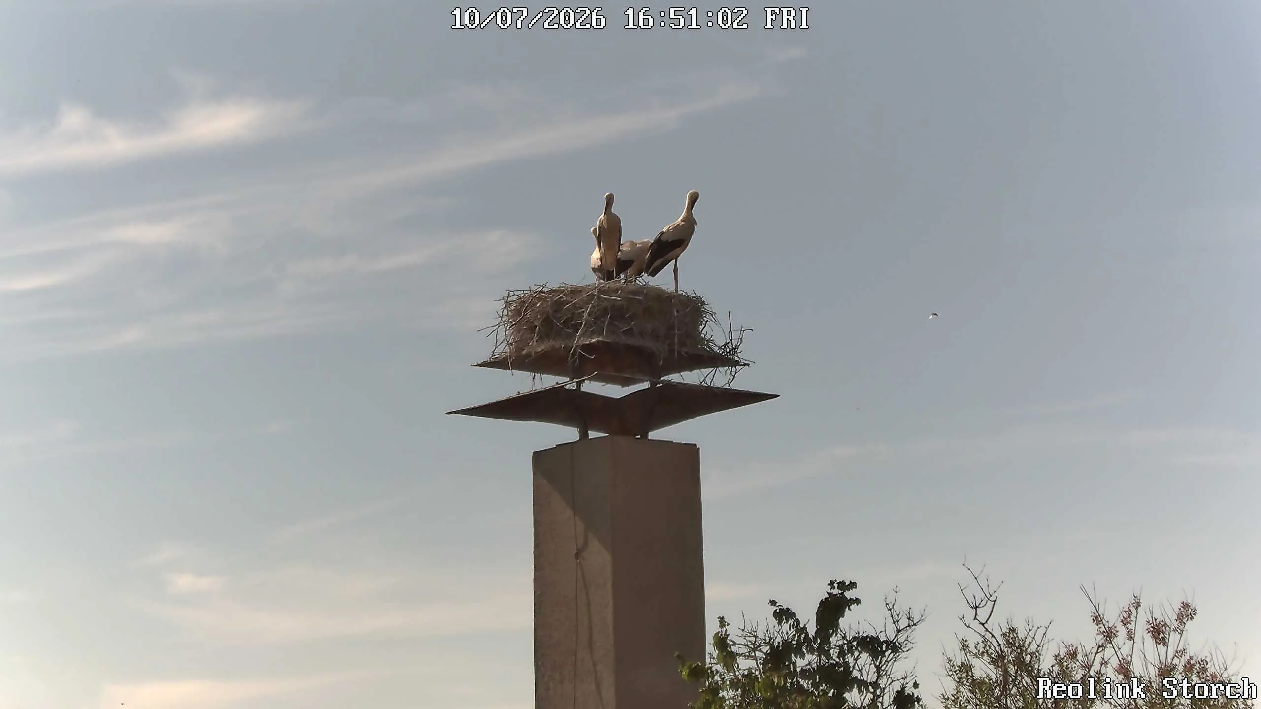 Storchencam Bild