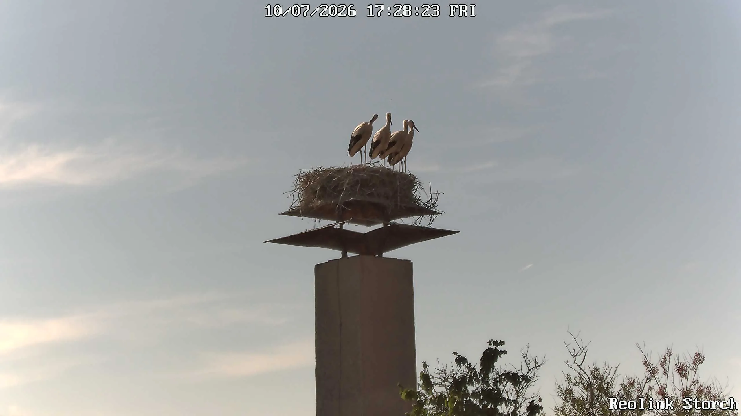 Storchencam Bild