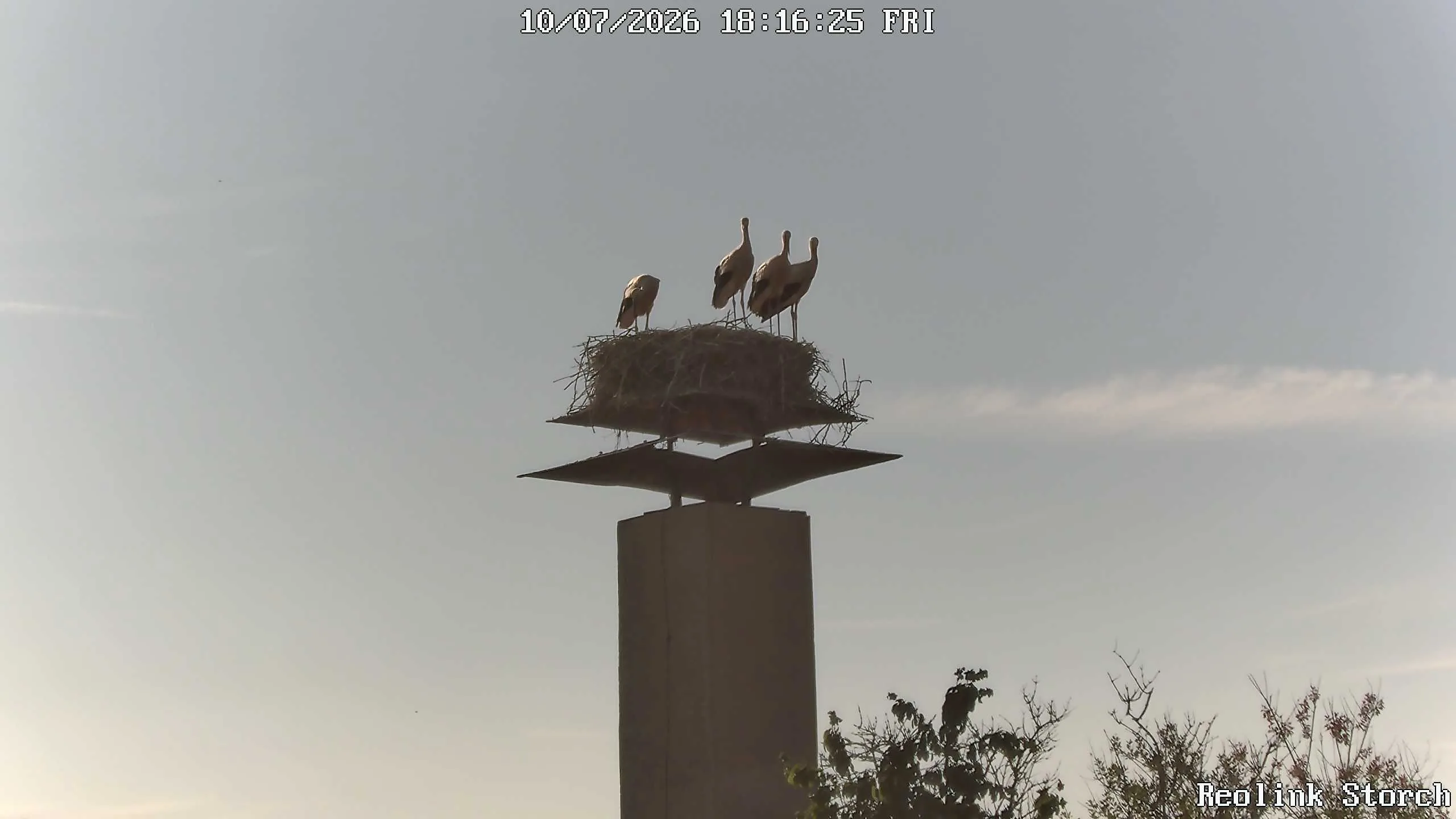Storchencam Bild
