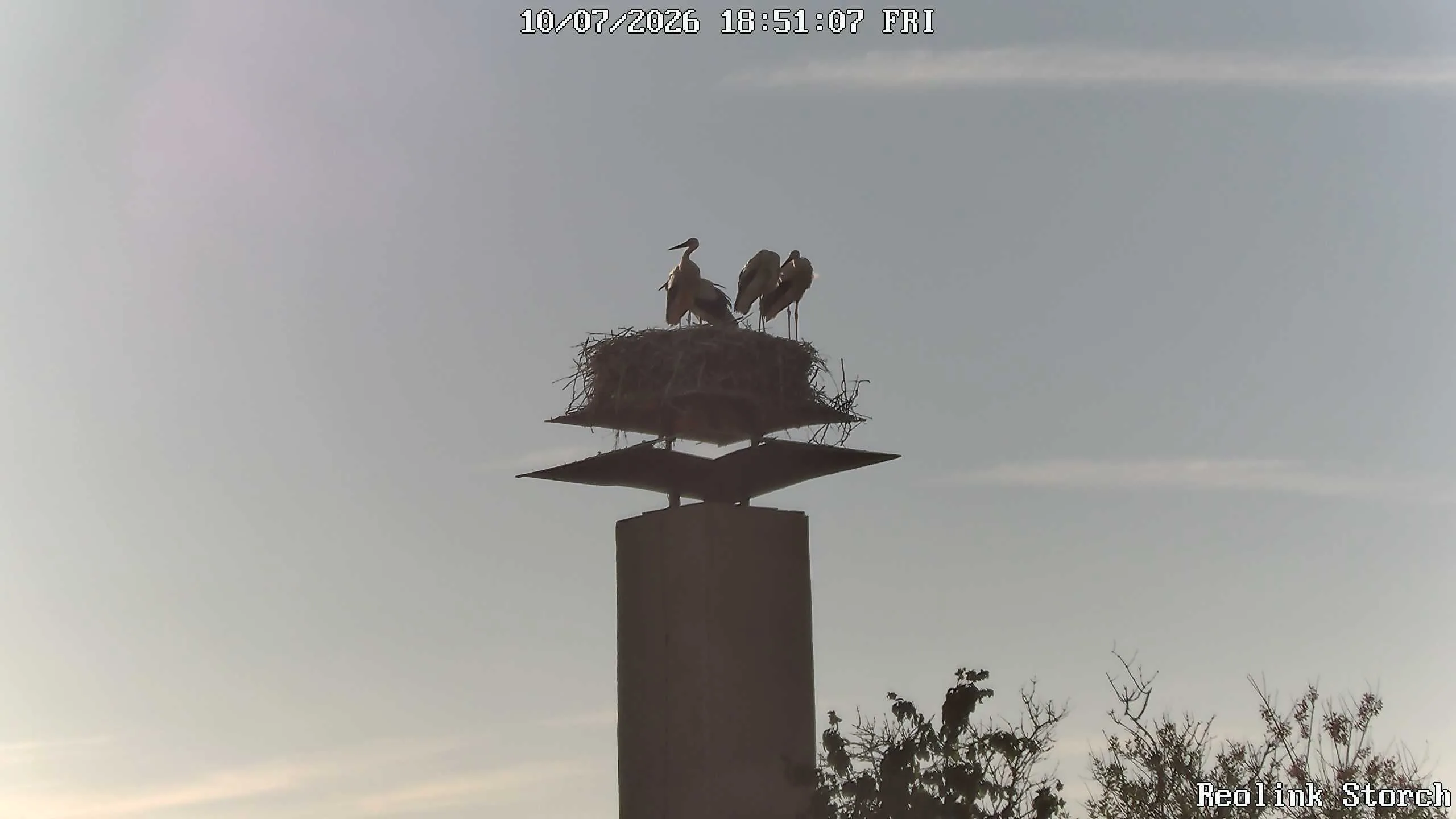 Storchencam Bild