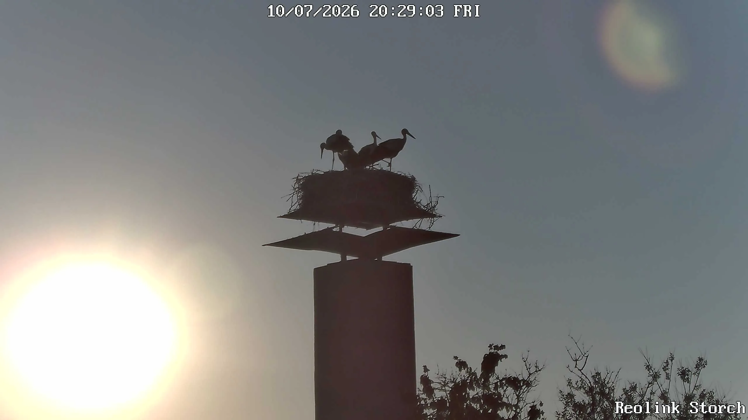 Storchencam Bild