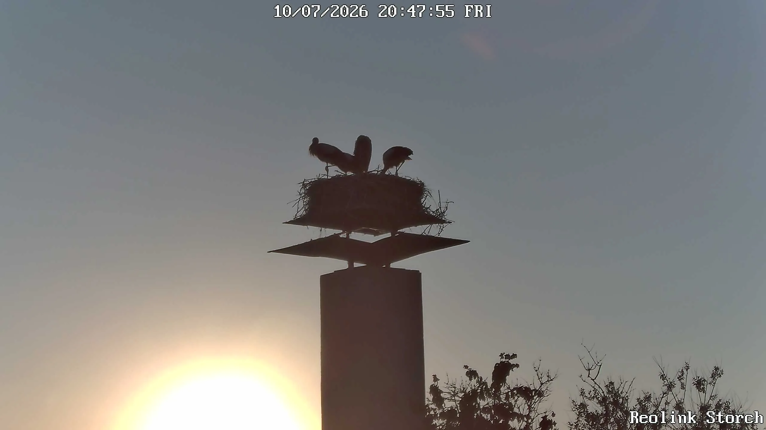 Storchencam Bild