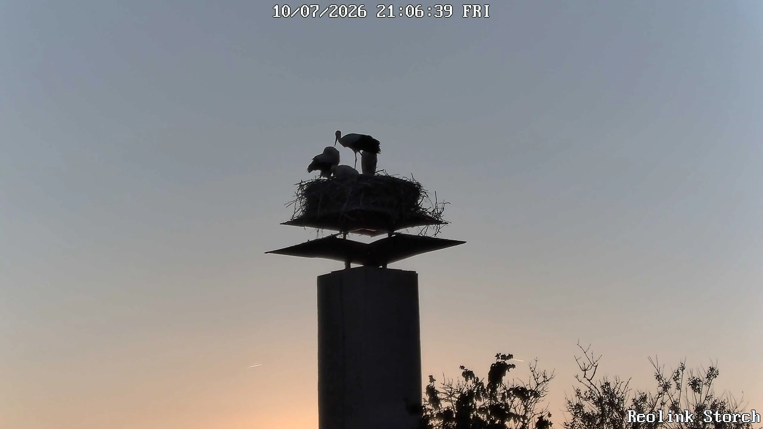 Storchencam Bild