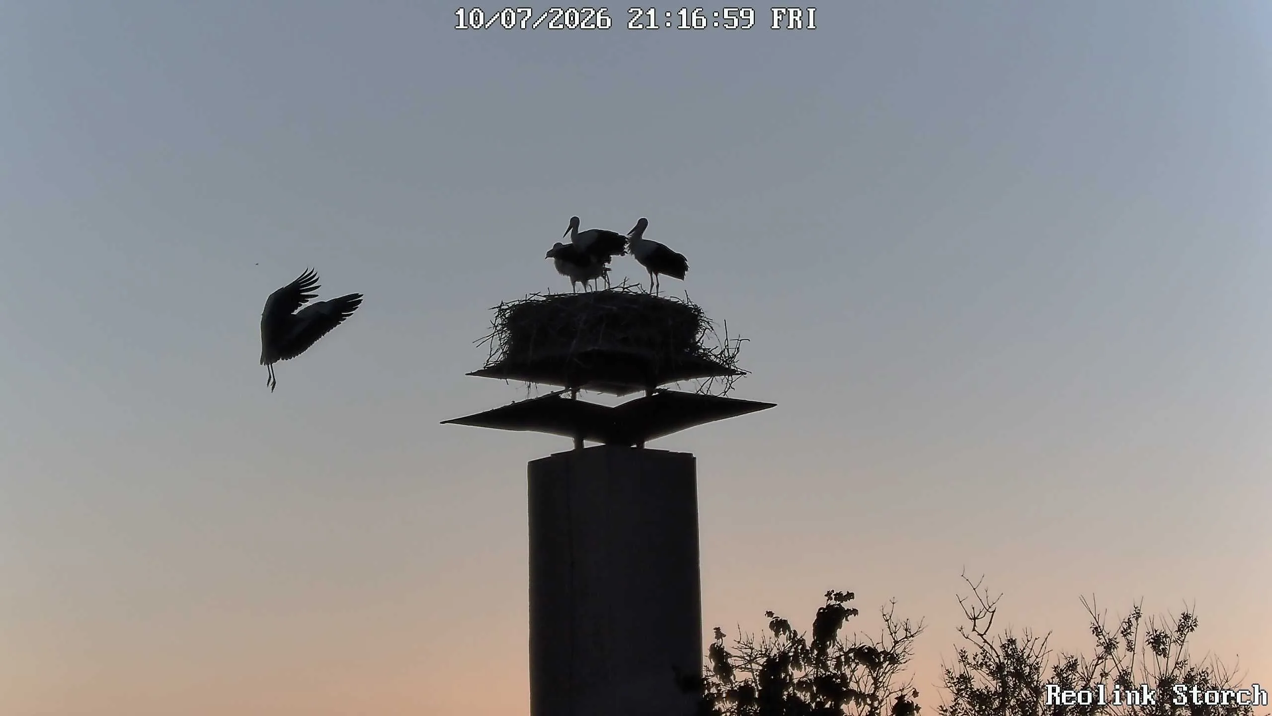 Storchencam Bild