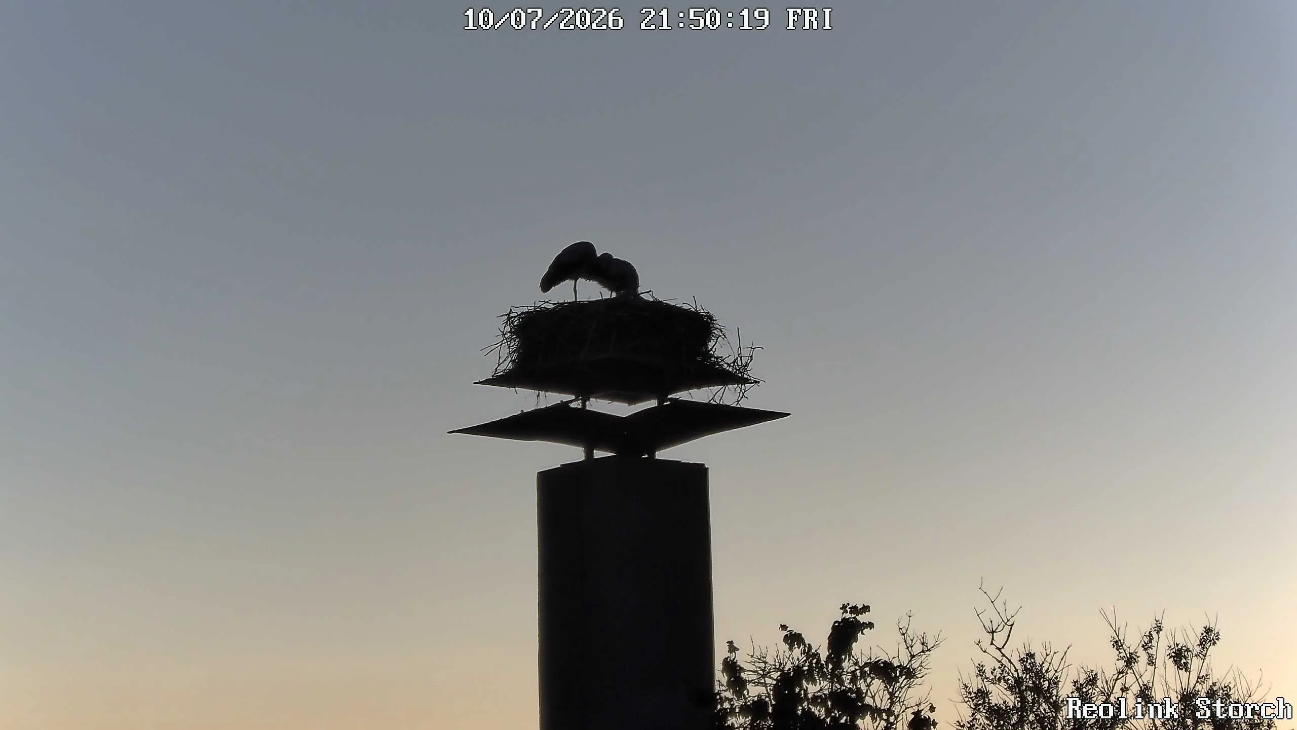Storchencam Bild
