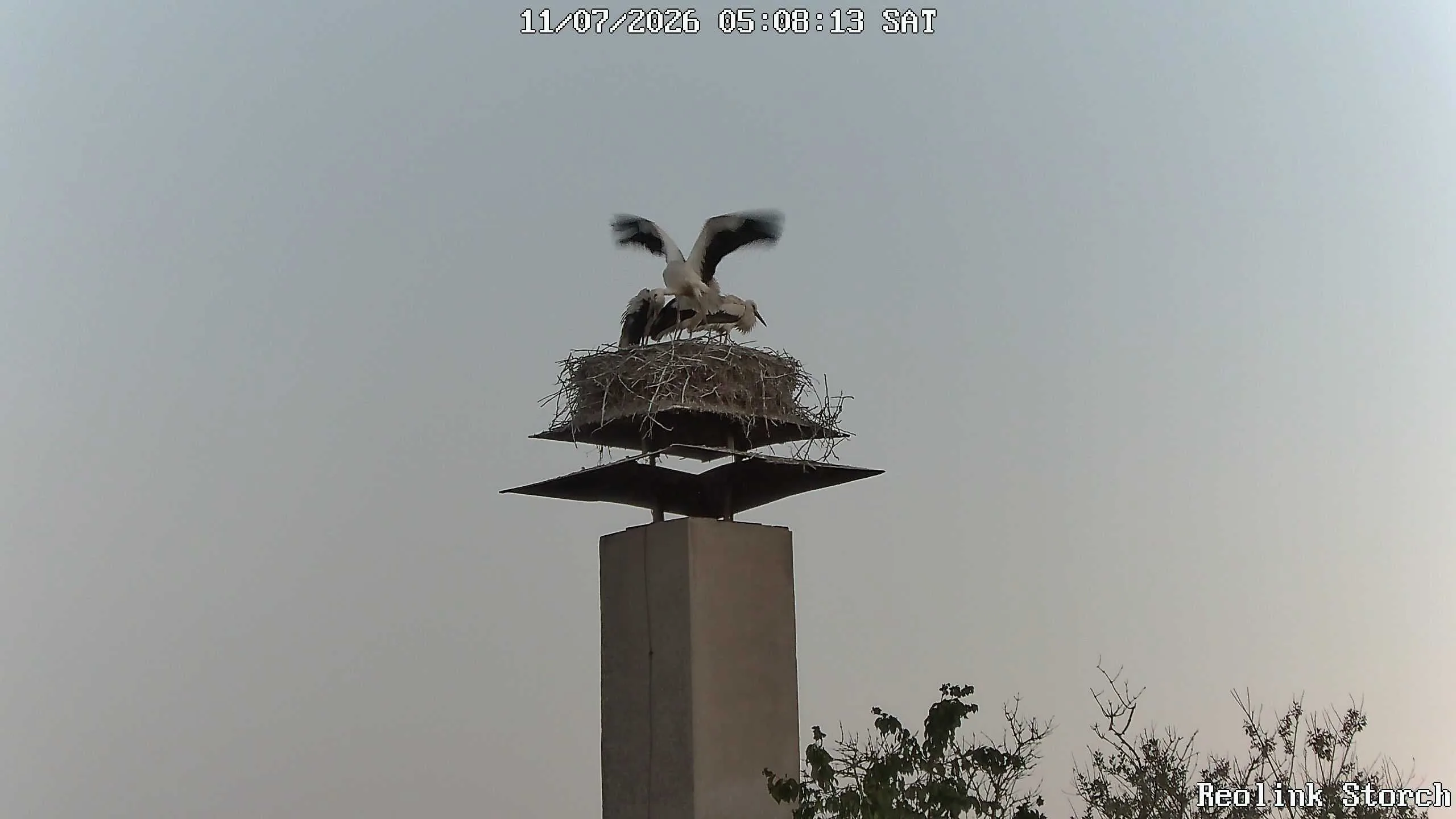 Storchencam Bild