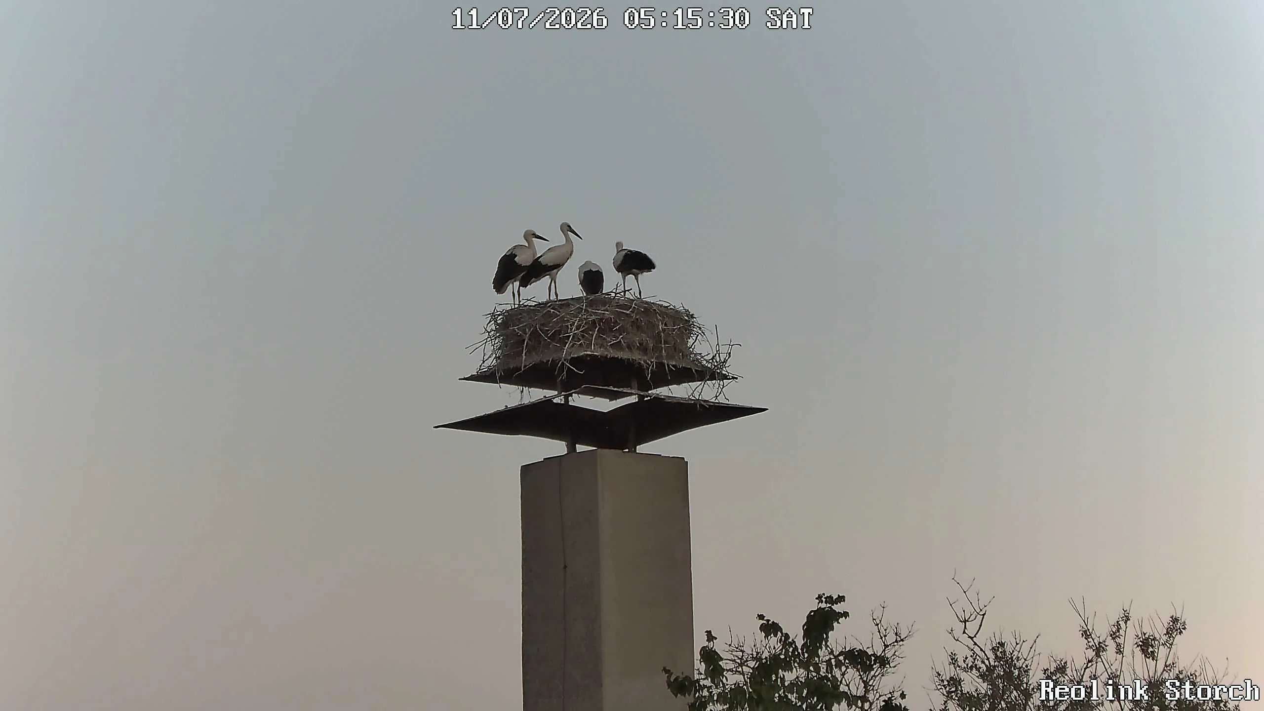 Storchencam Bild