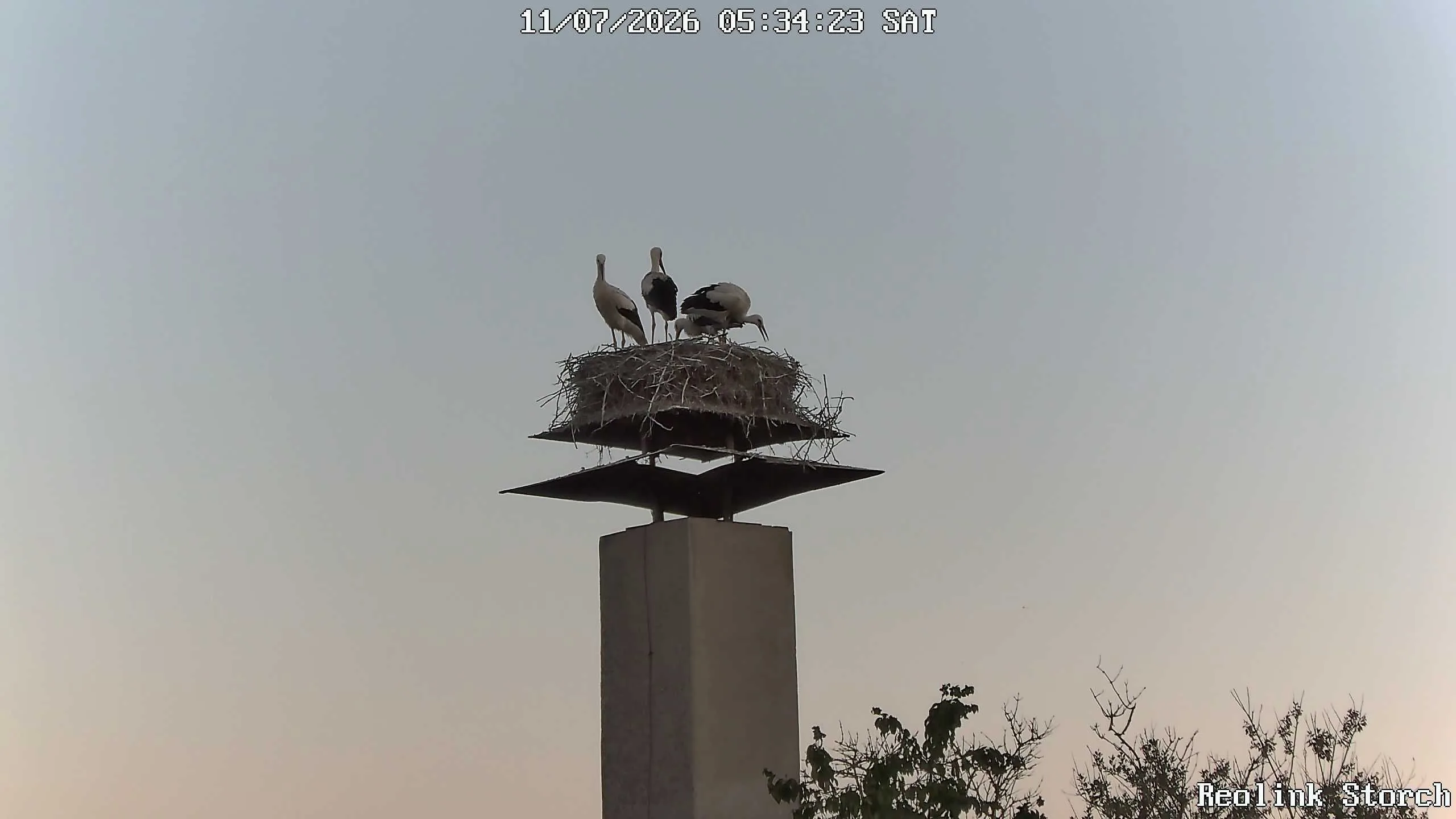 Storchencam Bild